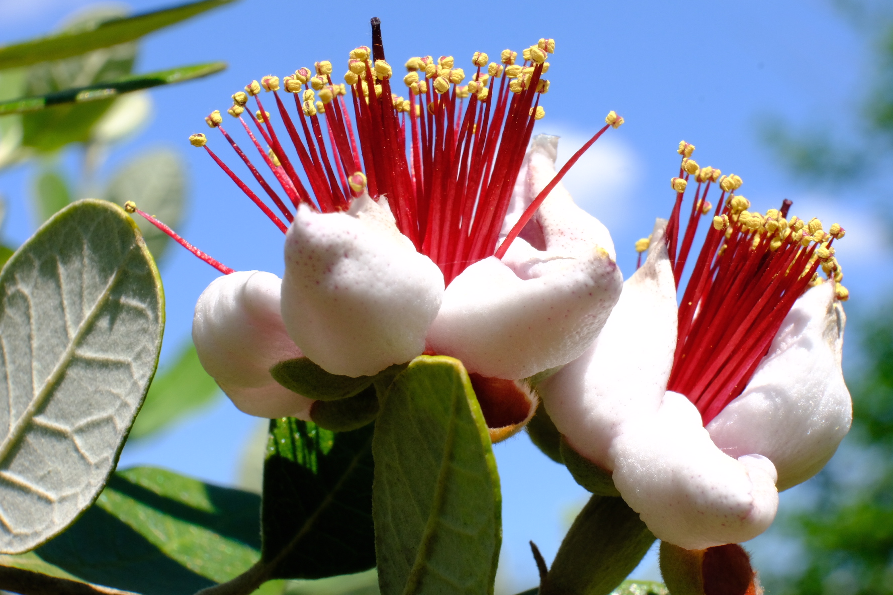 The flower of the feijoa