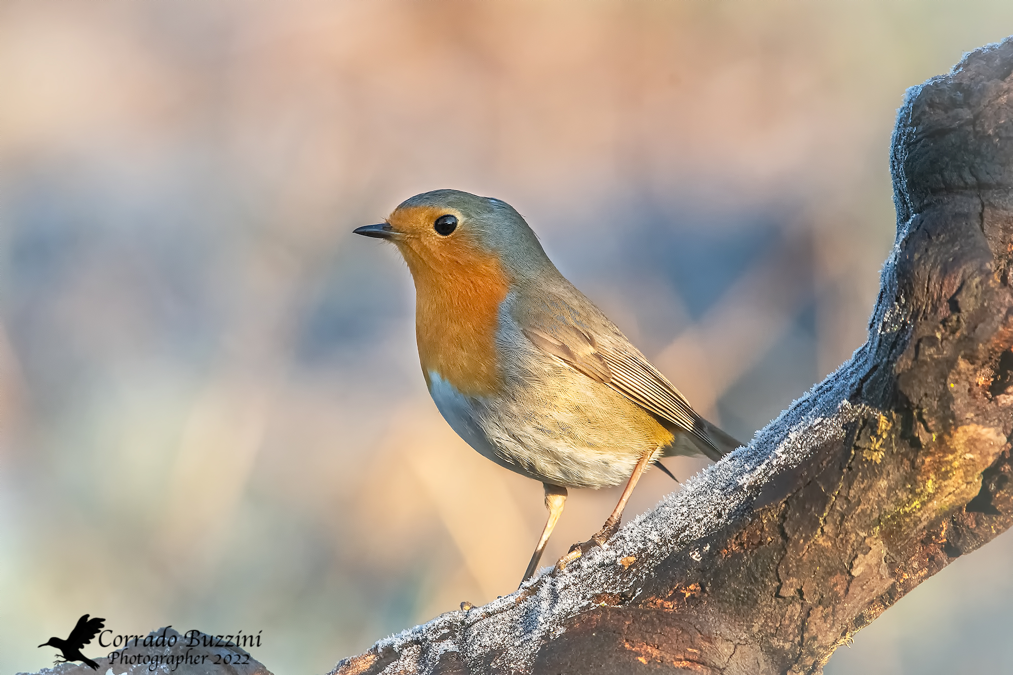 Robin