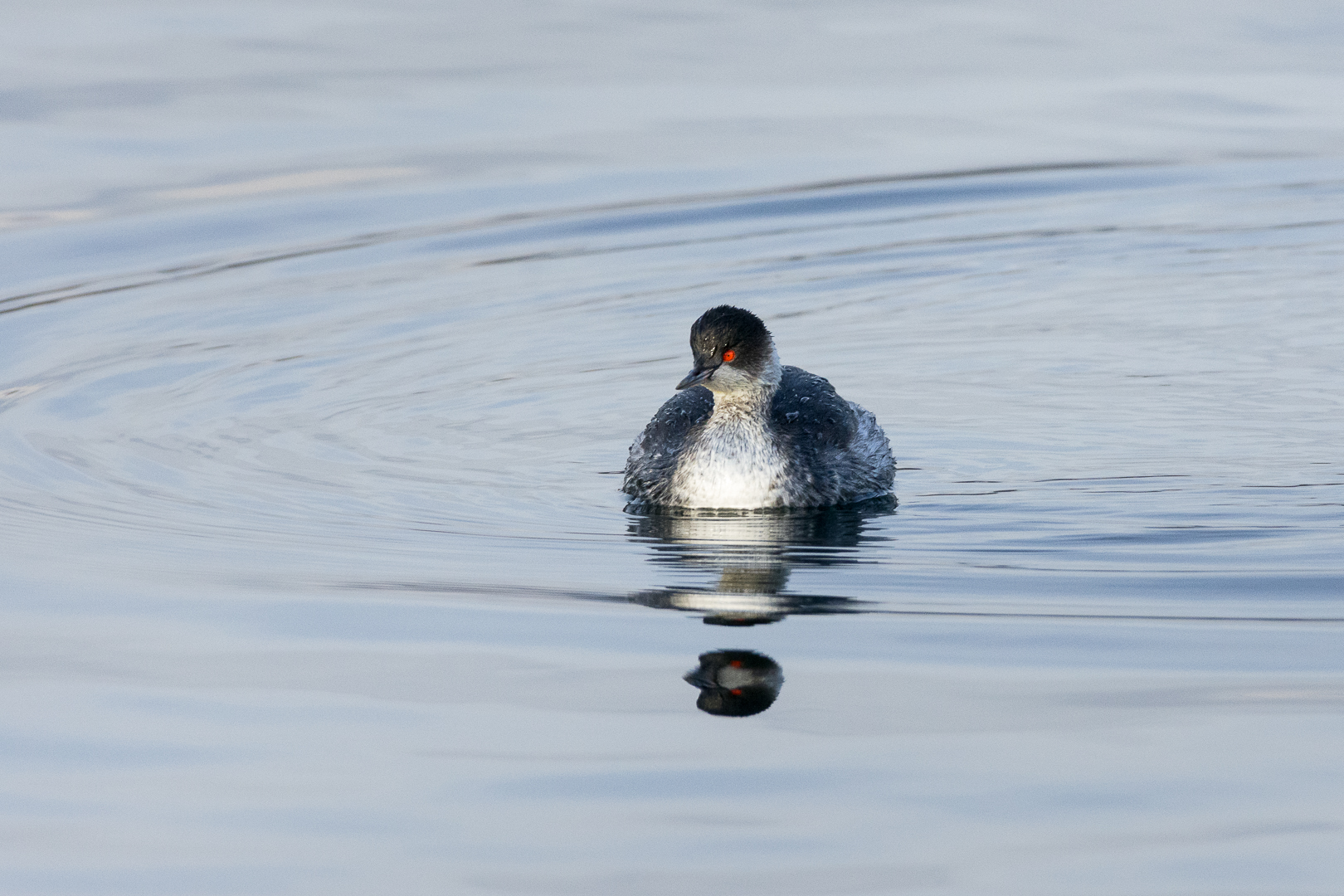 Svasso piccolo (Podiceps nigricollis)