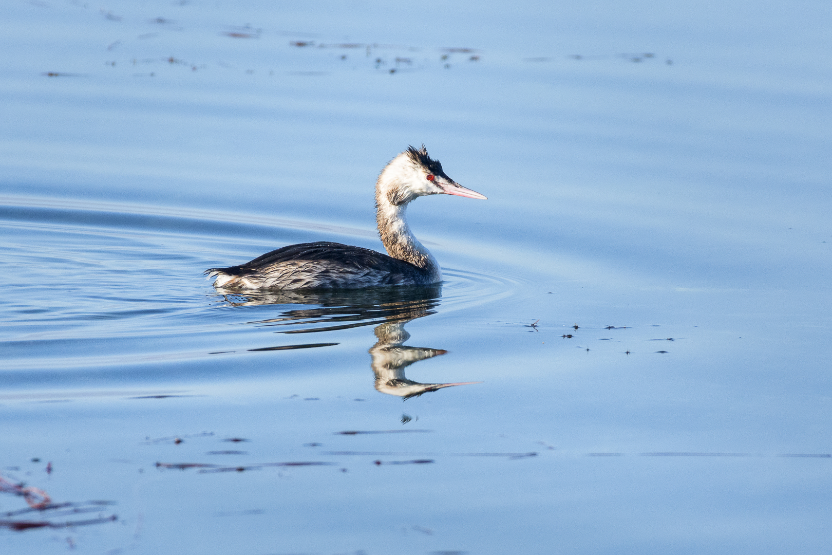 Svasso maggiore (Podiceps cristatus)