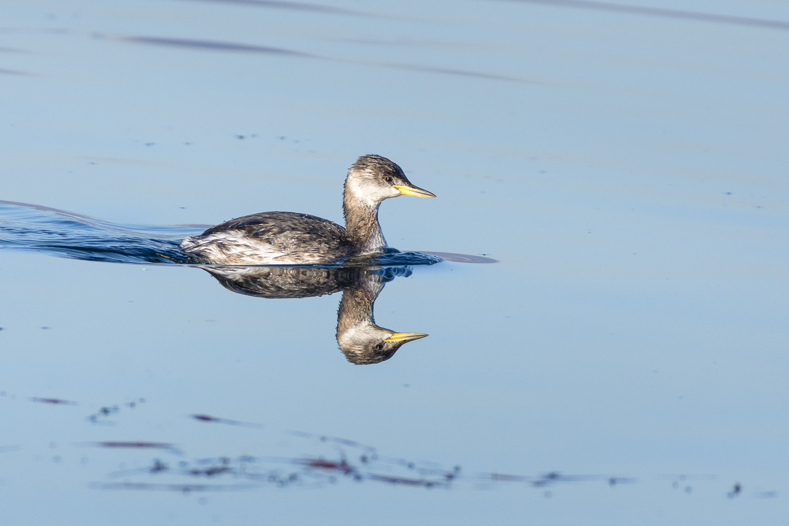 Svasso collorosso (Podiceps grisegena)