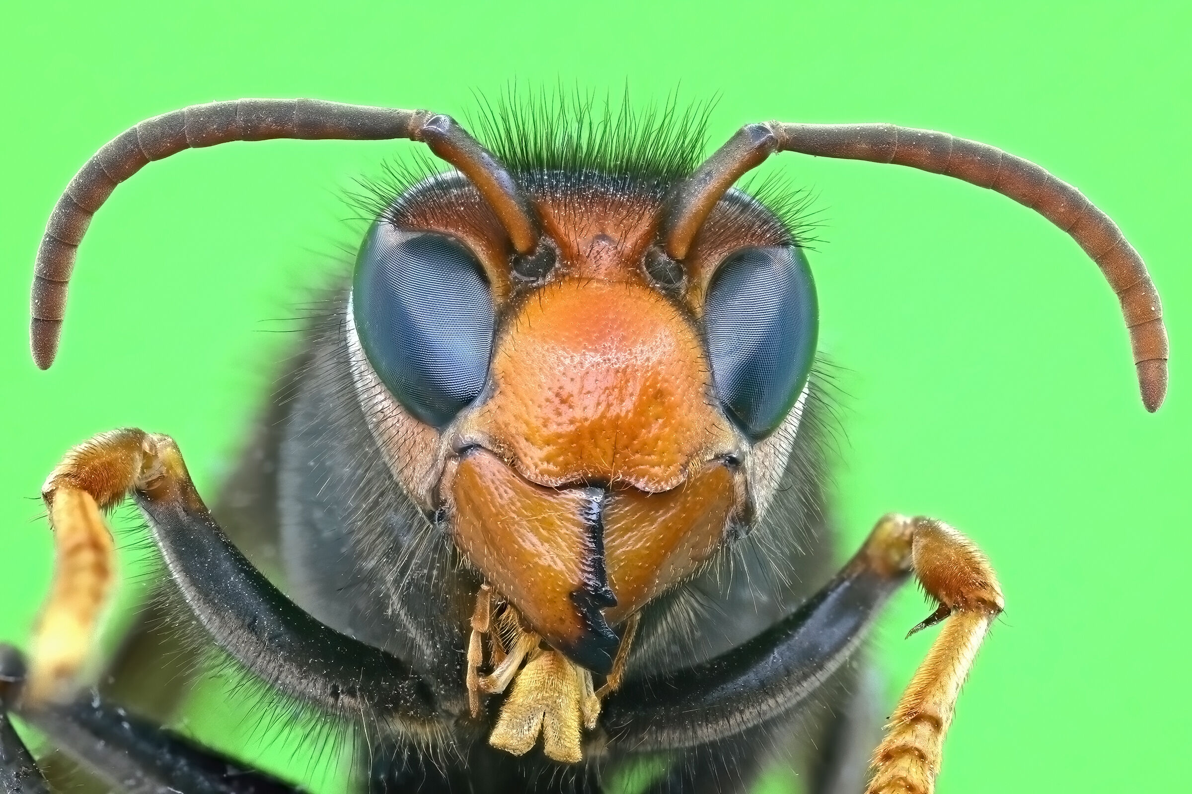 Regina di Vespa velutina