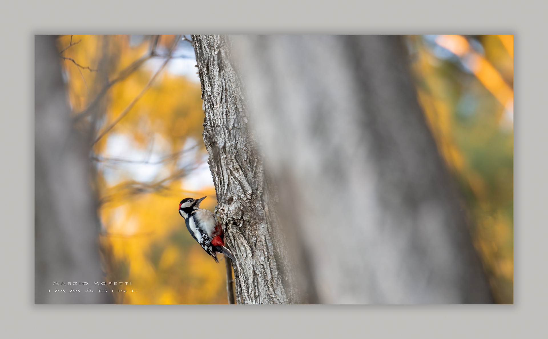Sunset lights with red woodpecker
