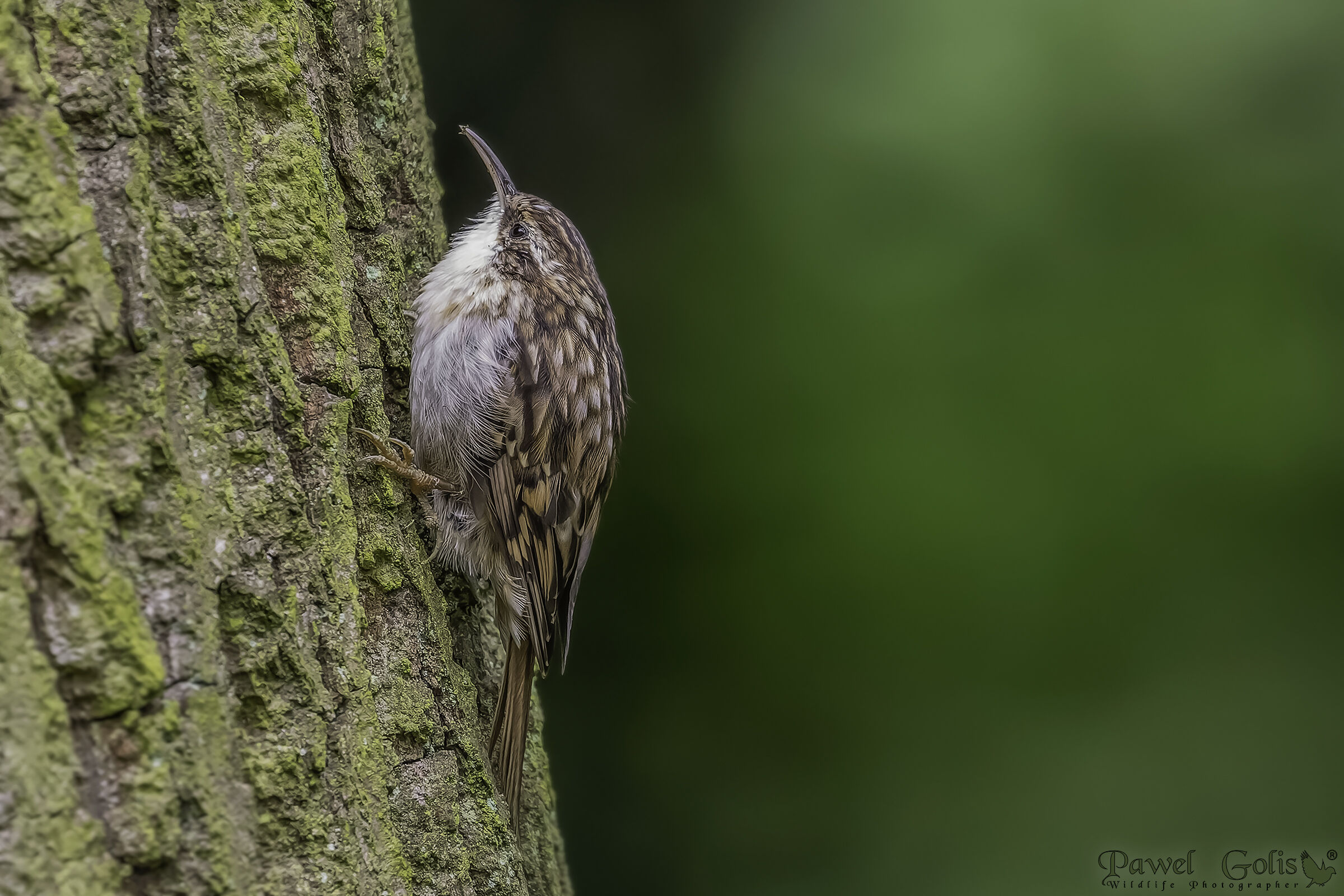 Treecreeper (Certhia familiaris)
