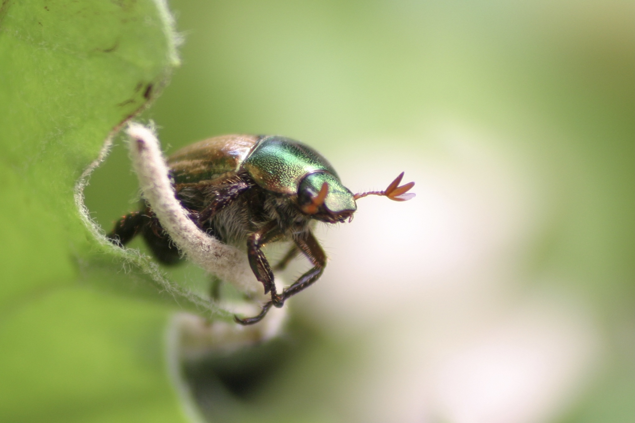 Beetle