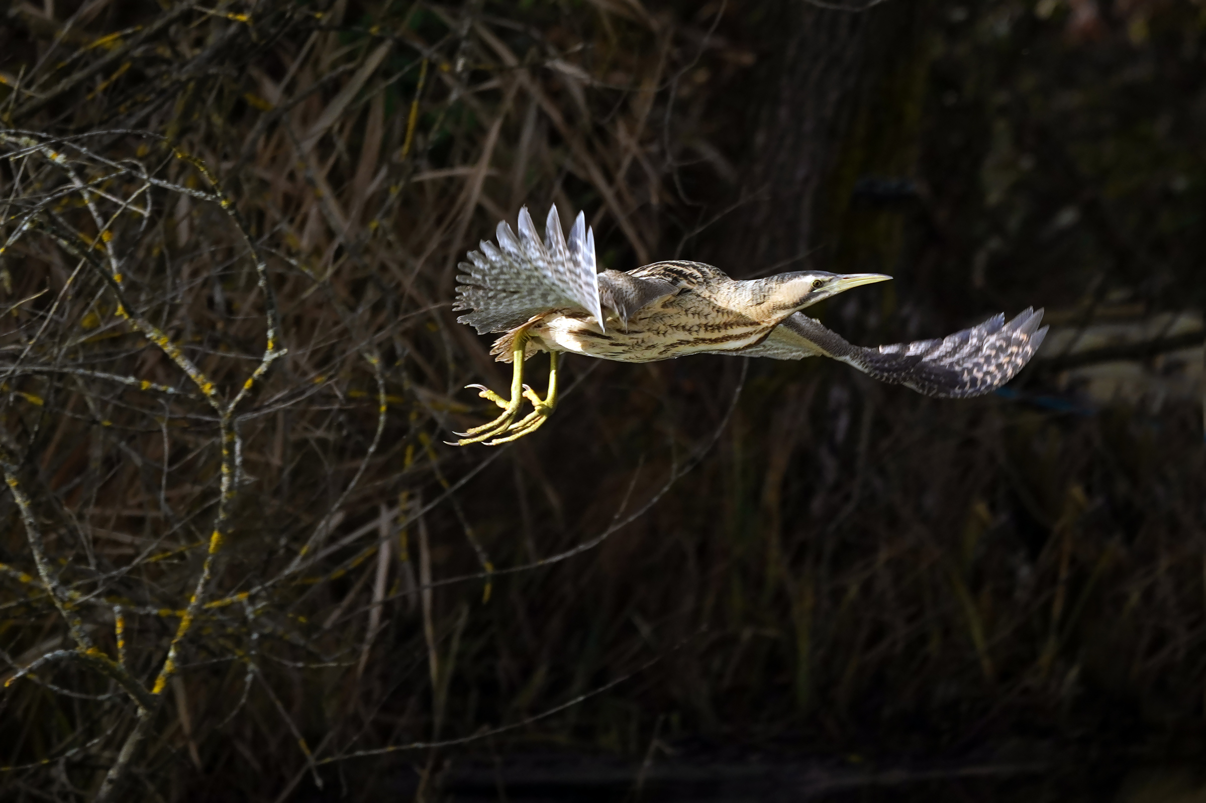 esce dalle ombre....