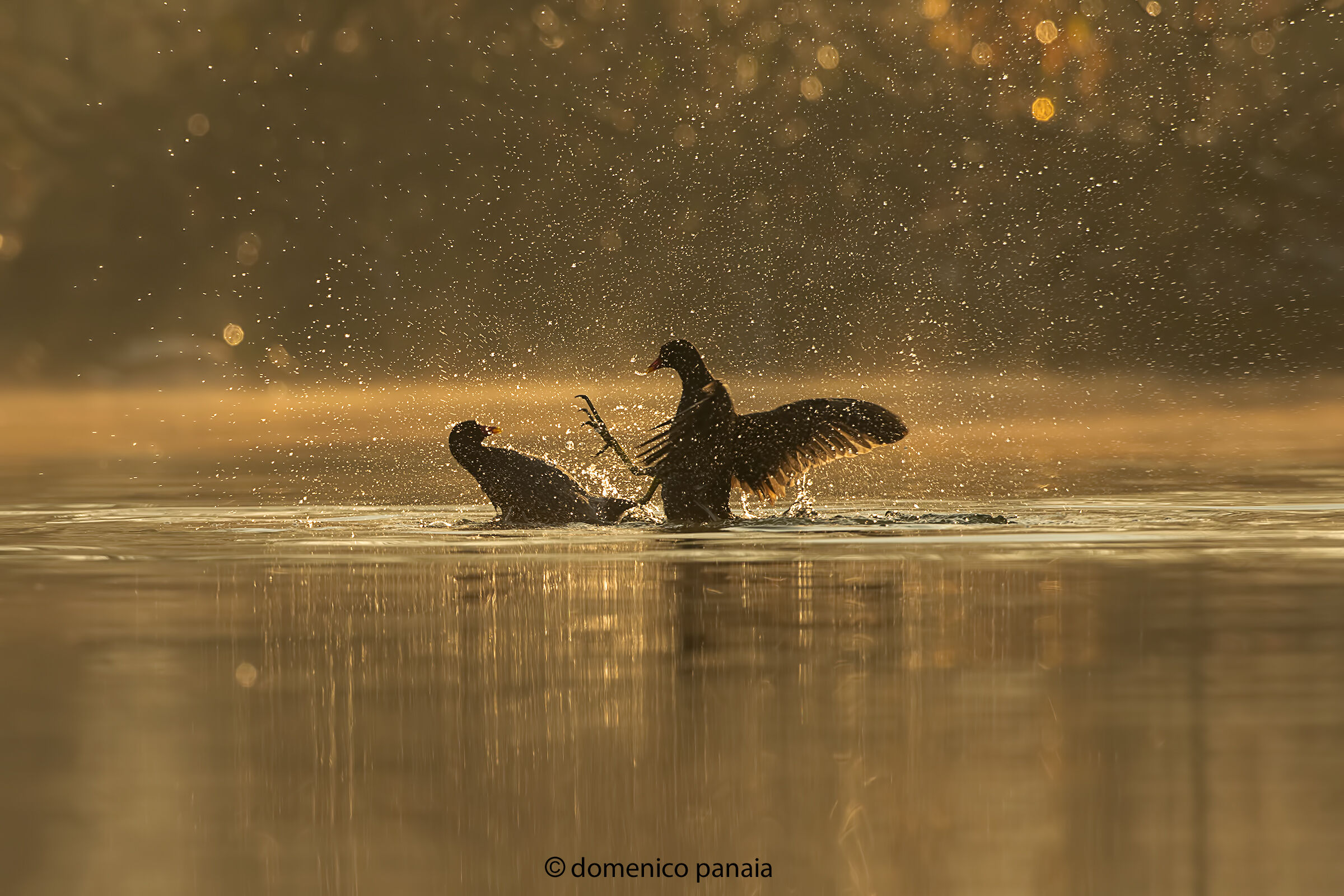gallinelle