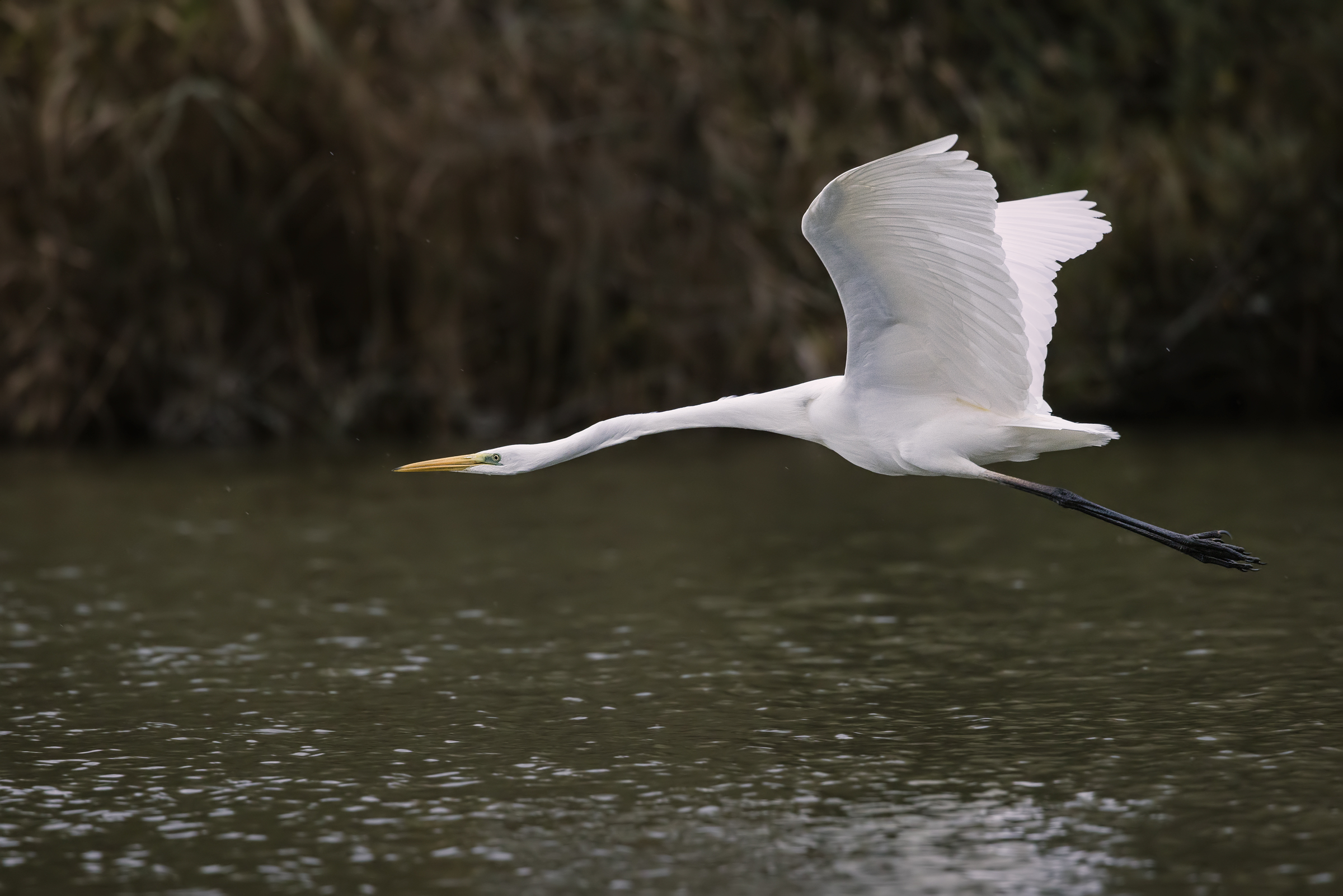 Elegance in flight