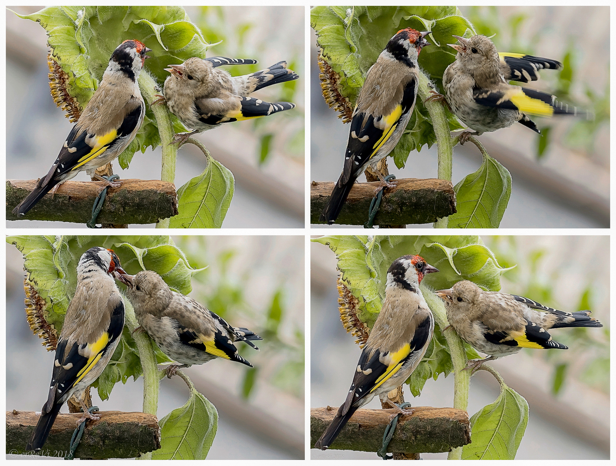 Alimentare il nuovo...