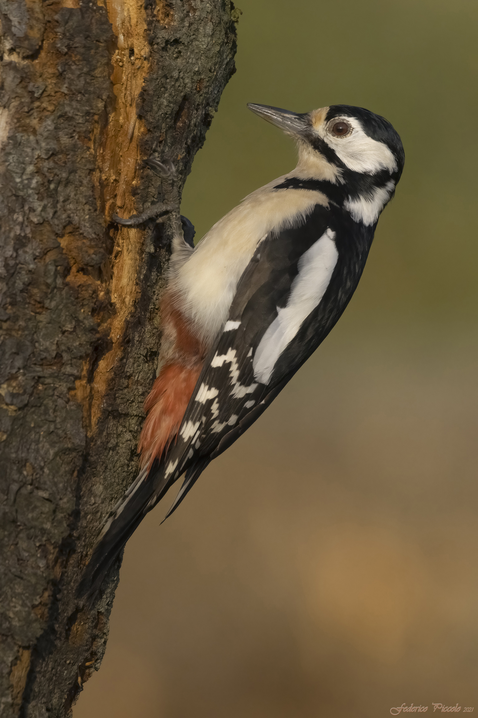 Picchio rosso maggiore