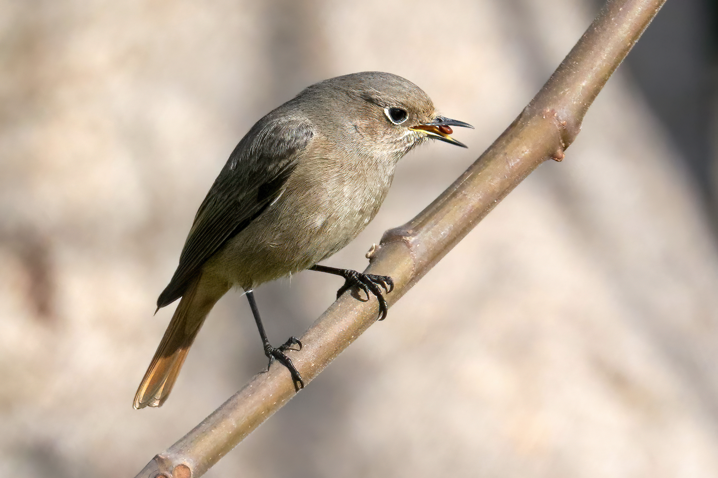 Black redstart