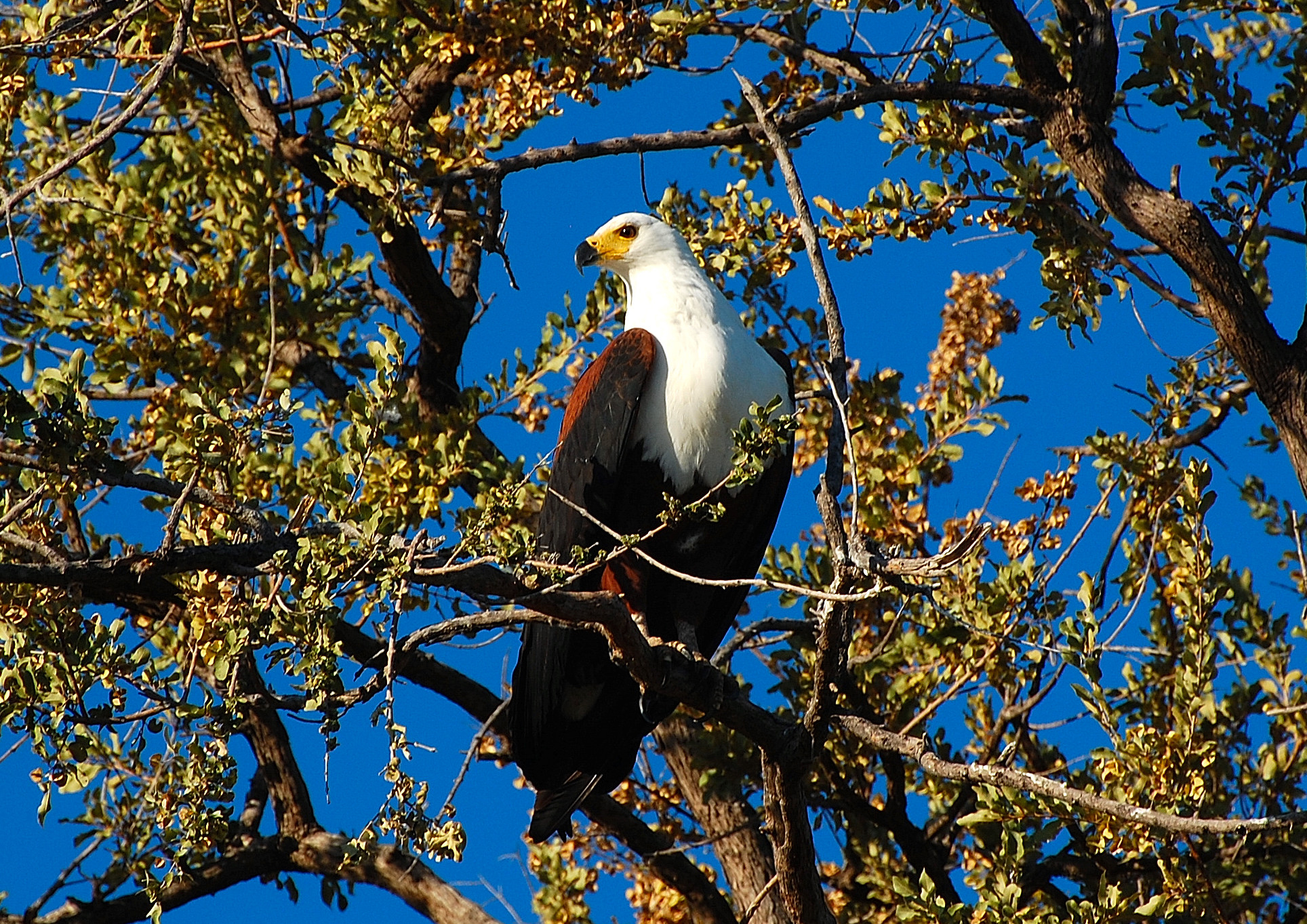Botswana: eagle fish