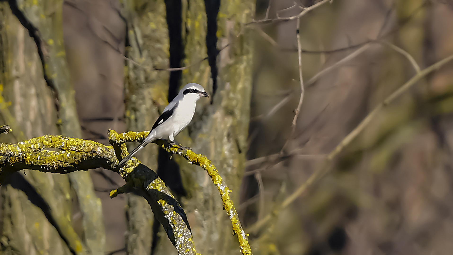 Averla Maggiore. Forte Crop molto distsnte !!