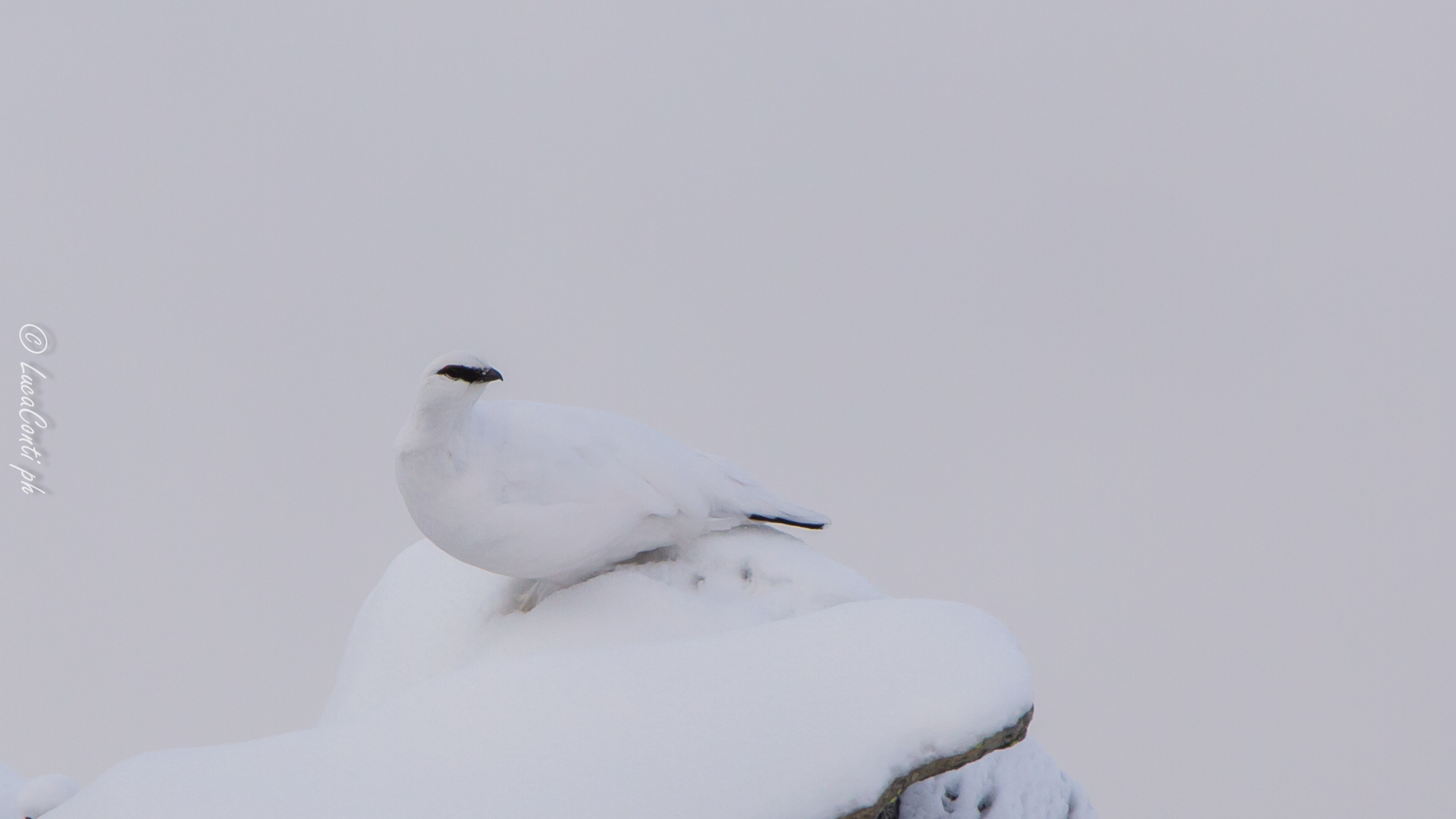 Pernice bianca , Valsassina LC