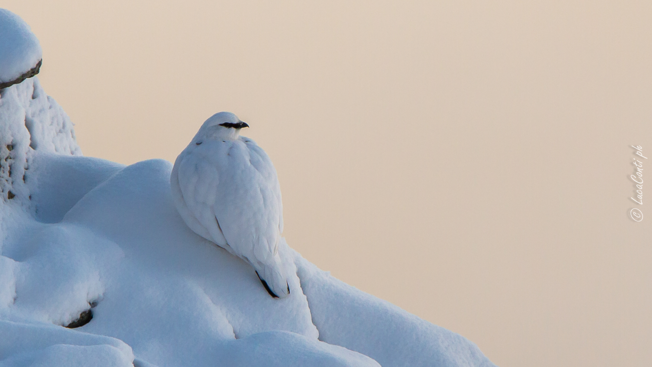 Pernice bianca , Valsassina LC