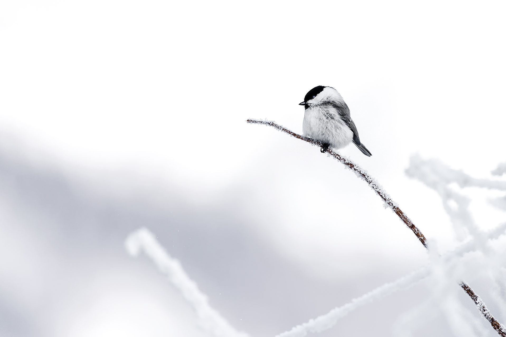 CODIBUGNOLO OF HOKKAIDO