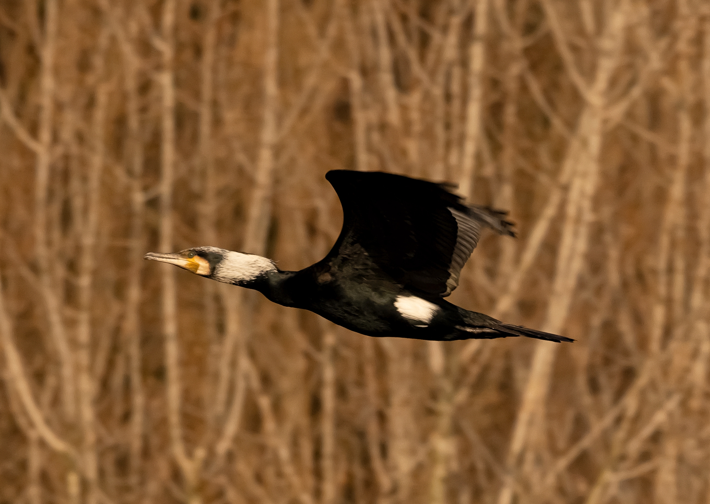 Cormorant flying over the Adda River 25/02/2021
