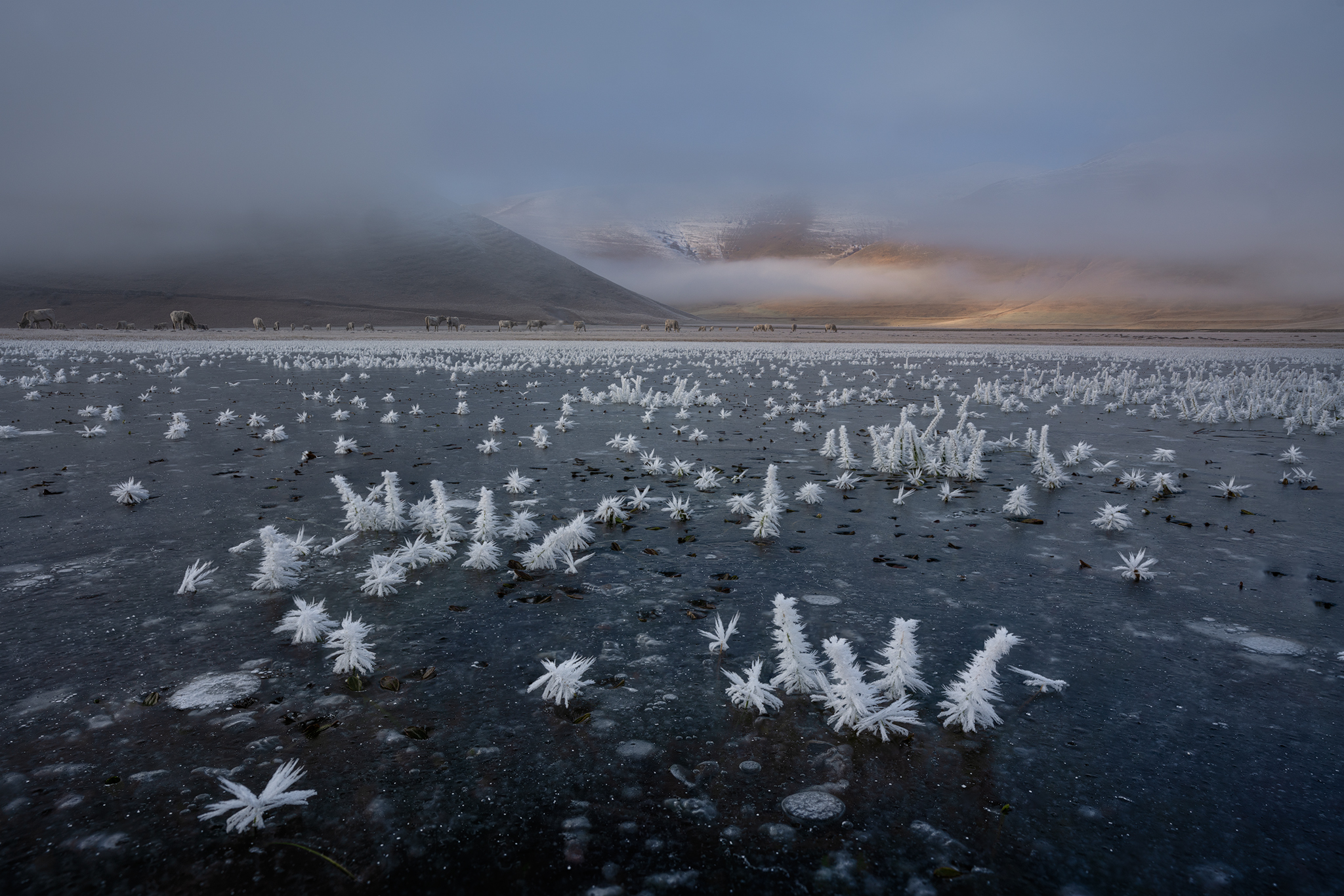 Winter bucolic Landscape