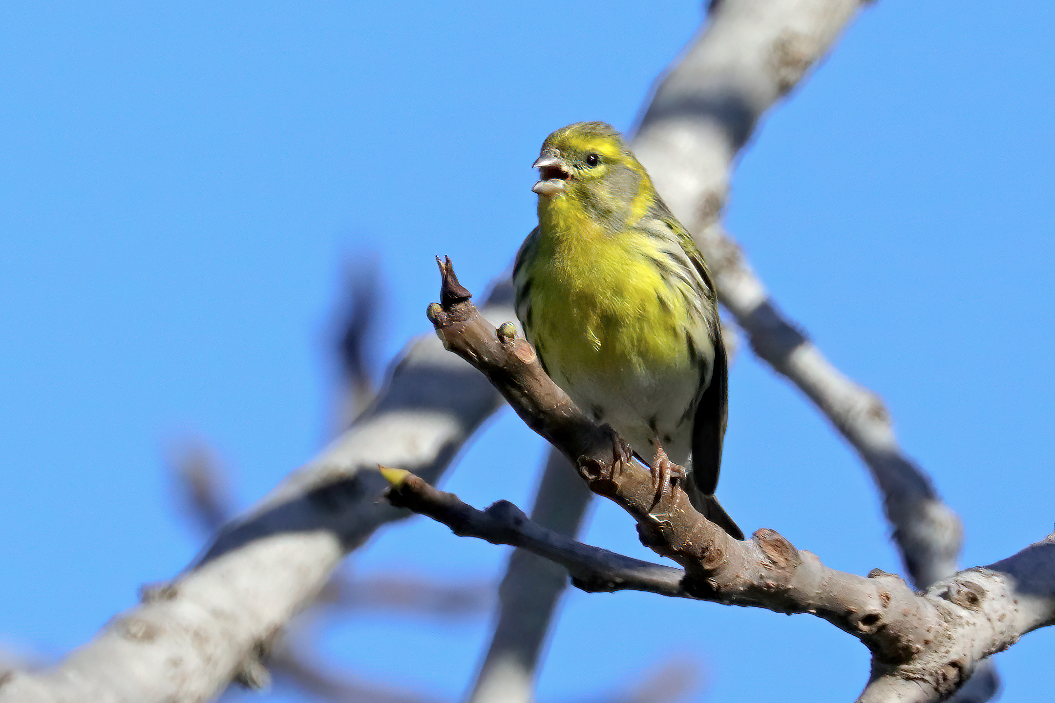 Verzellino (Verzellino)