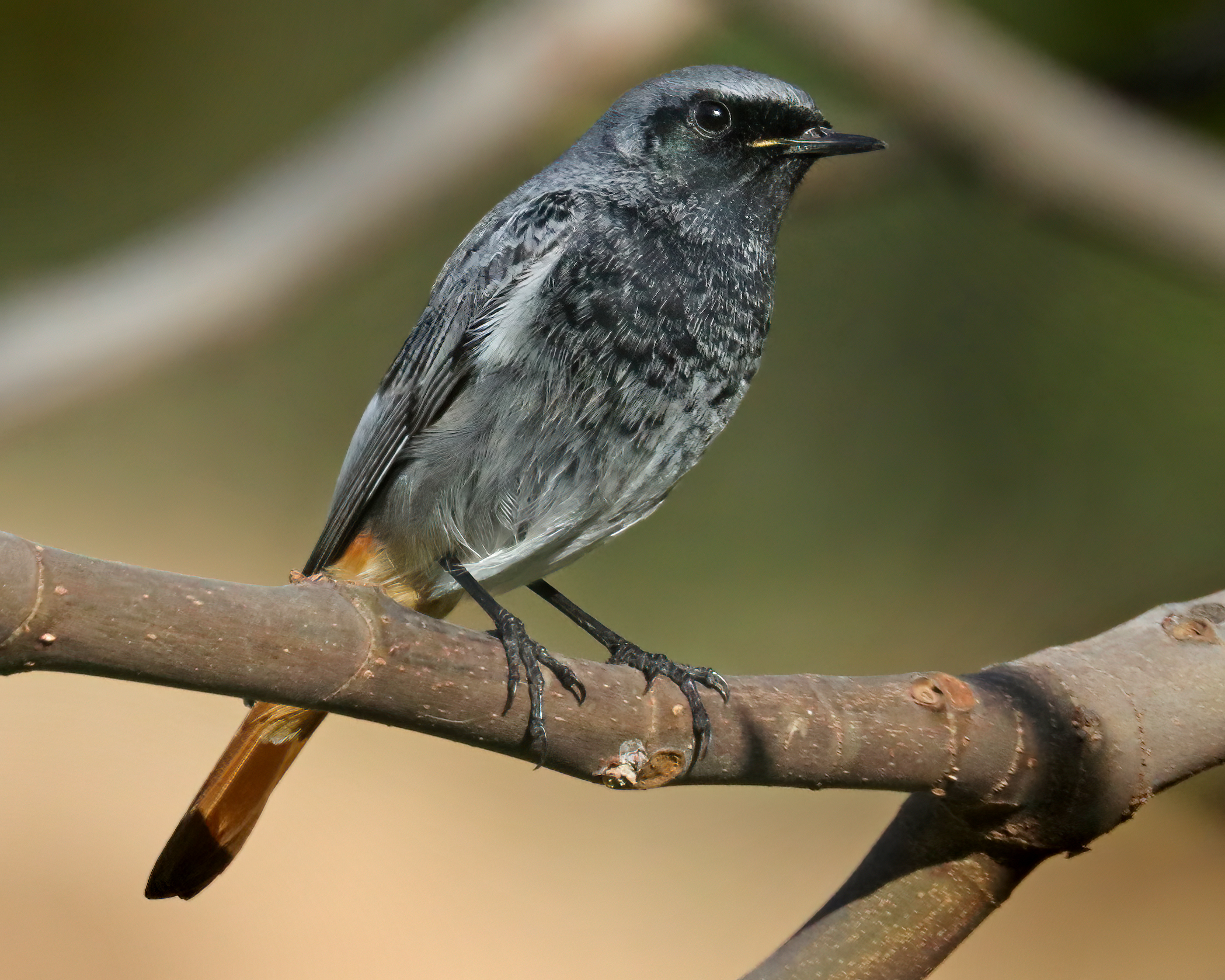 Black redstart