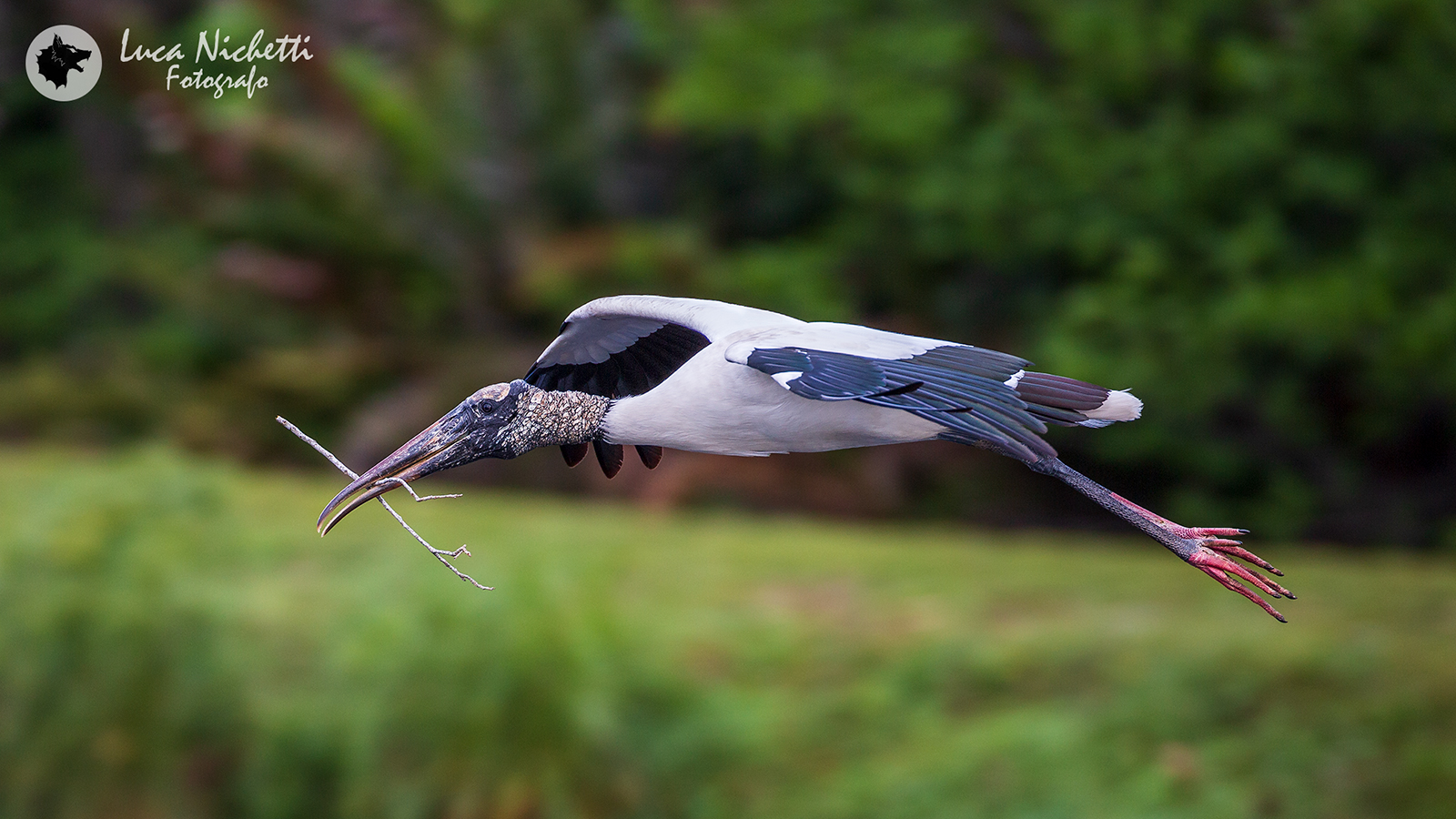 Cicogna americana in volo