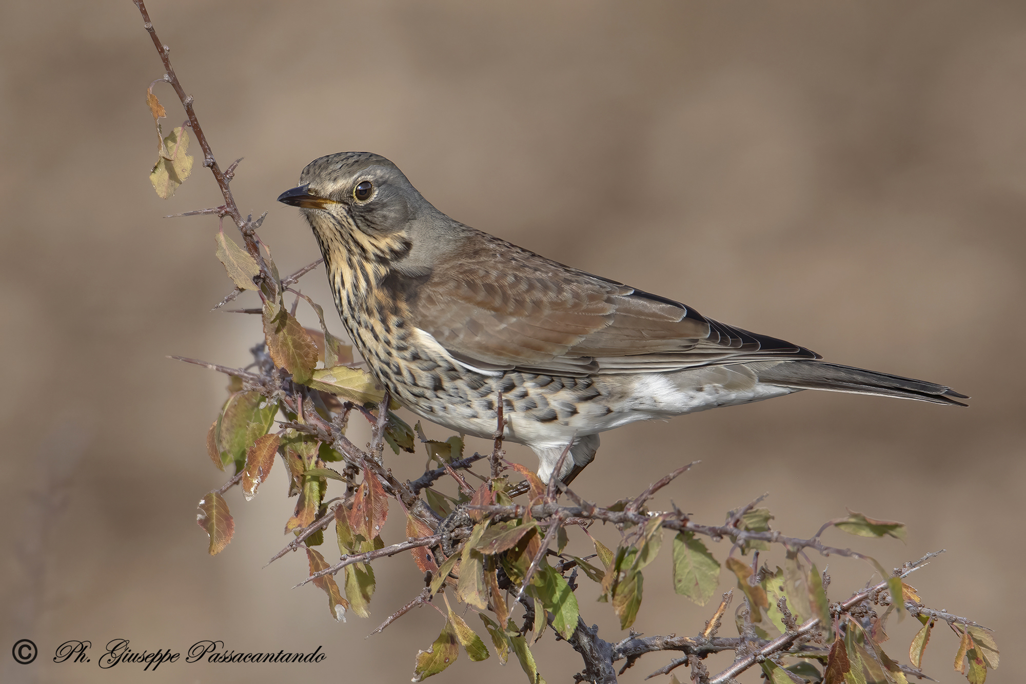 fieldfare