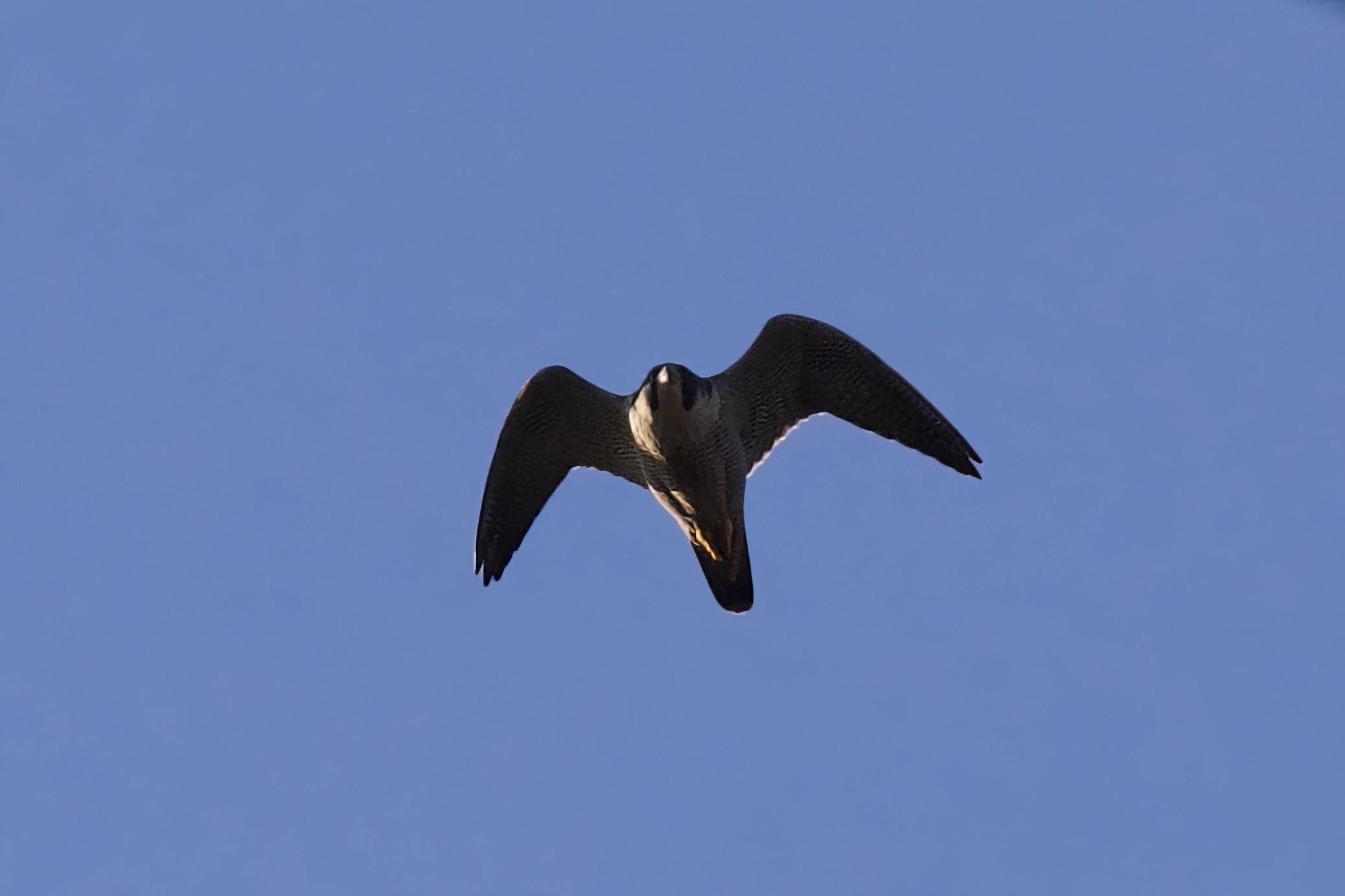 Peregrine