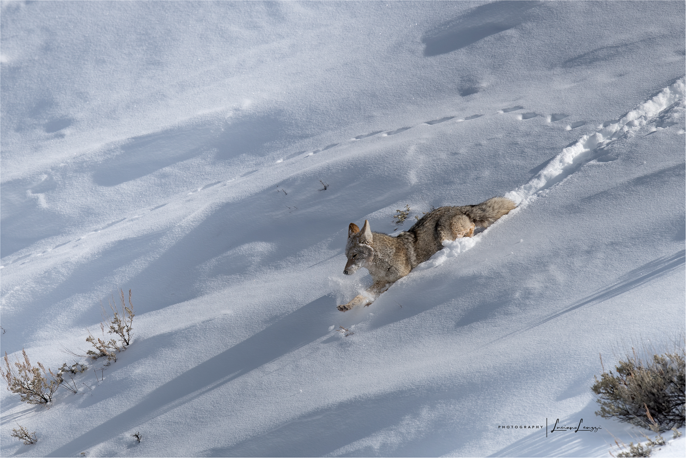 Surfing in the snow