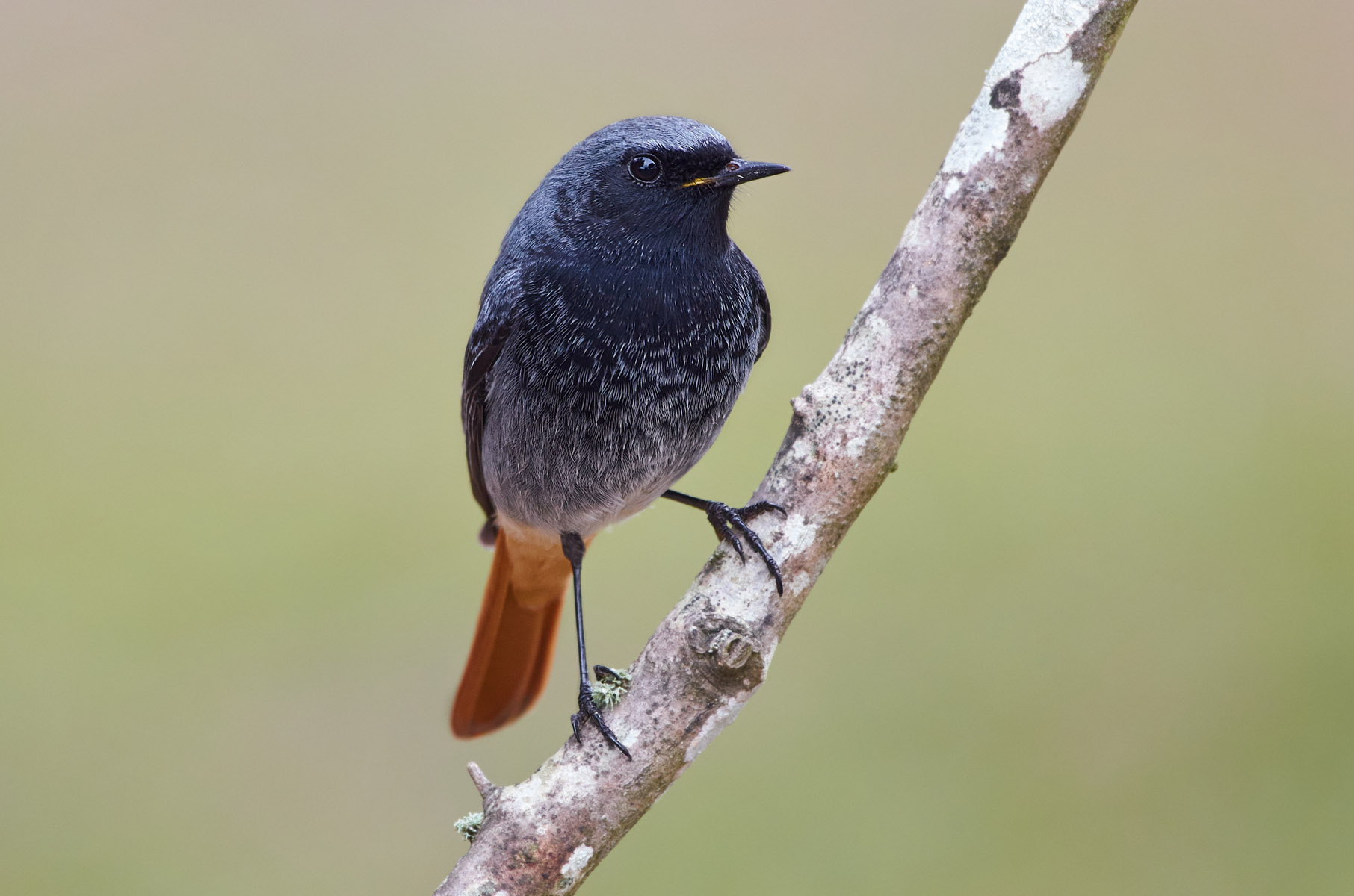Black redstart