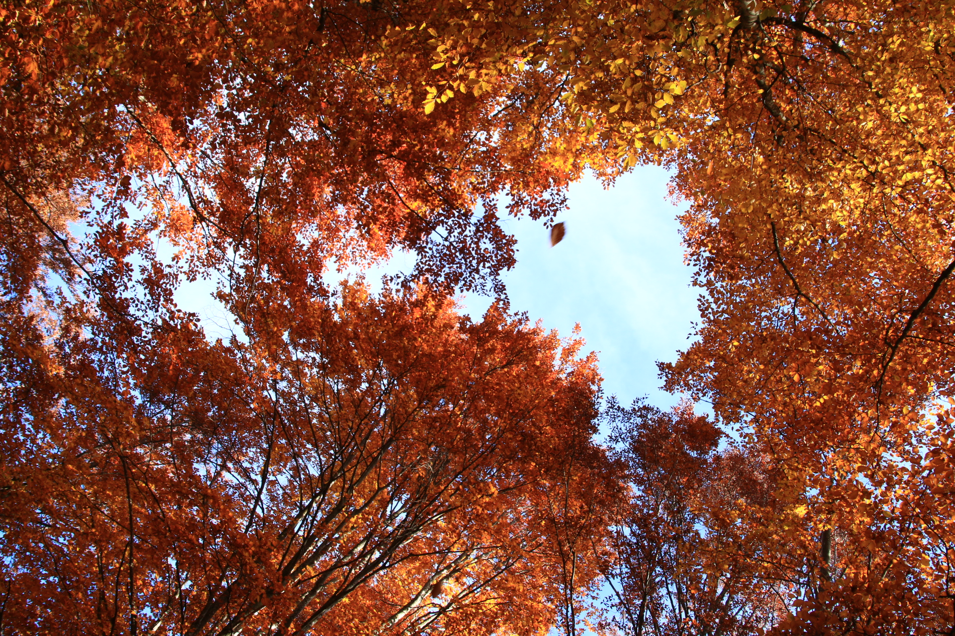 Autumn time