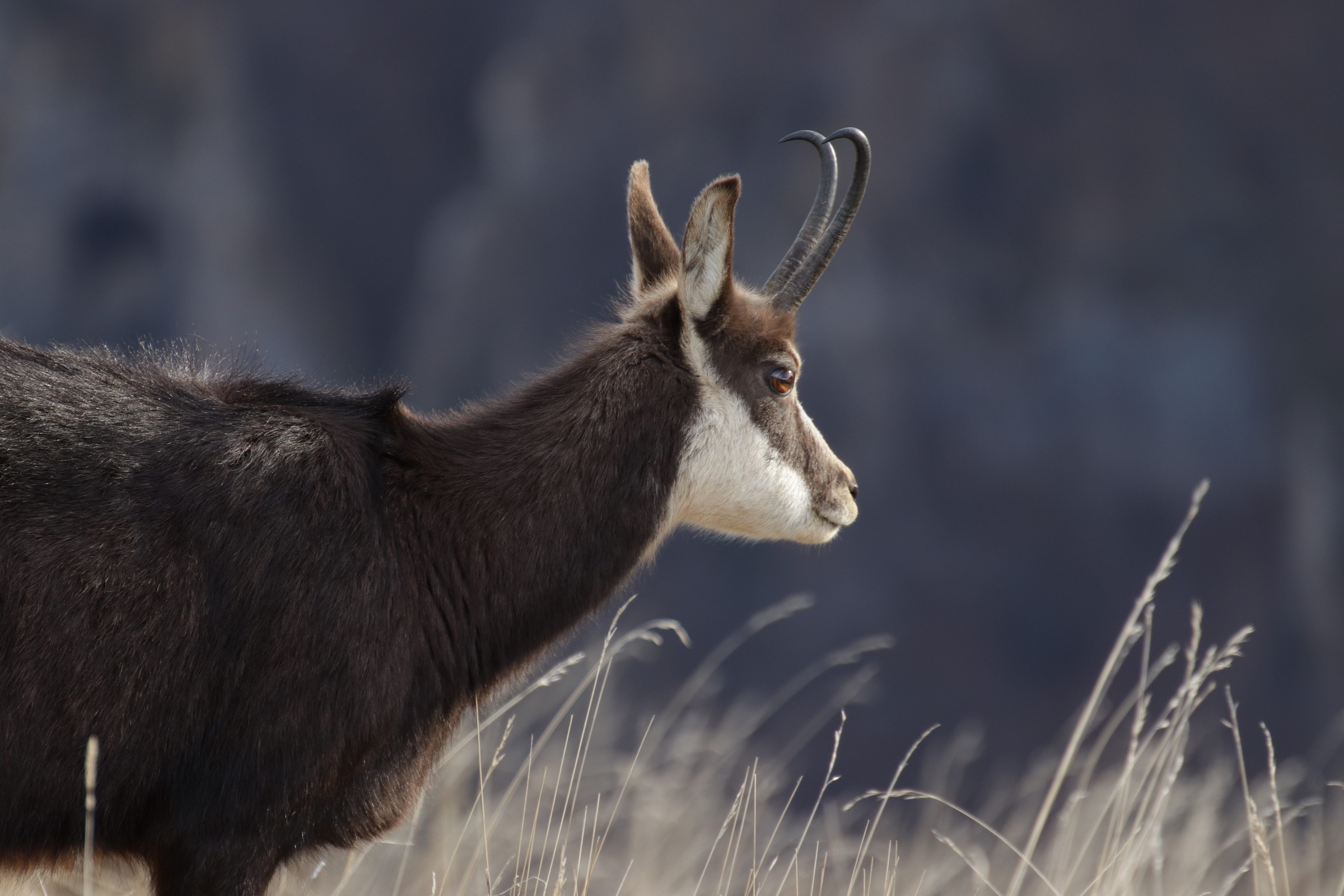 Chamois