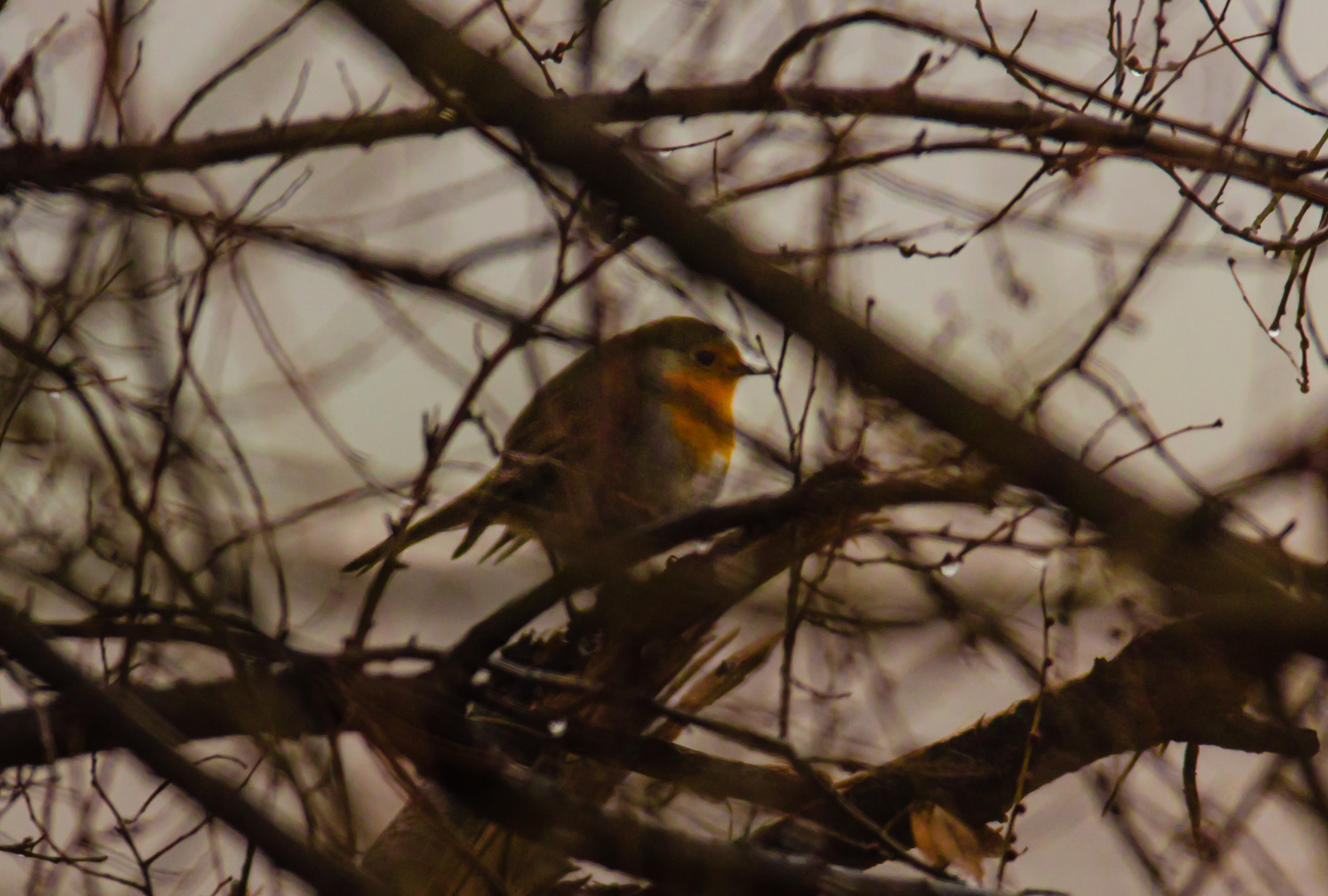 di nascosto tra le fronde