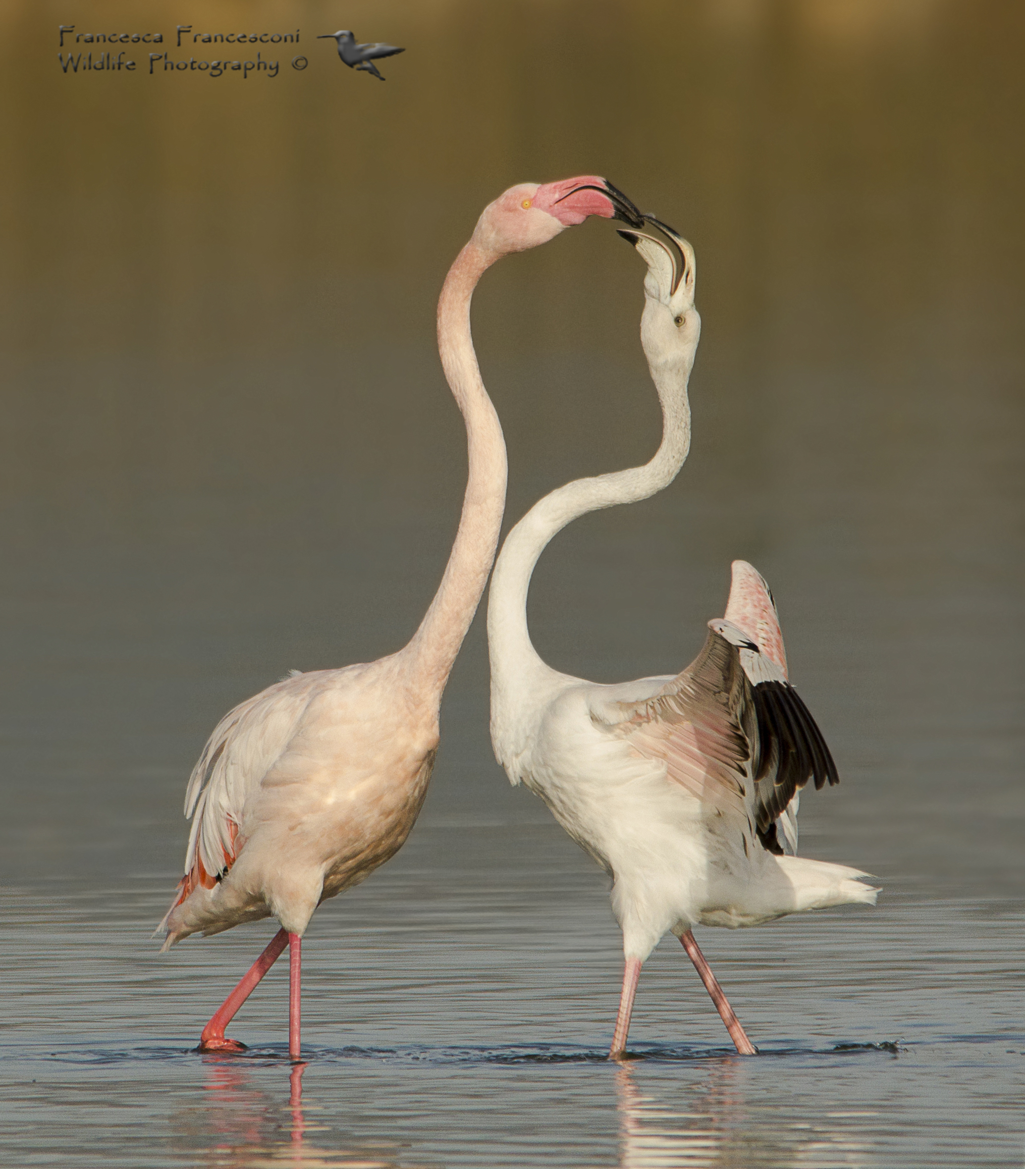 Lotta transgenerazionale