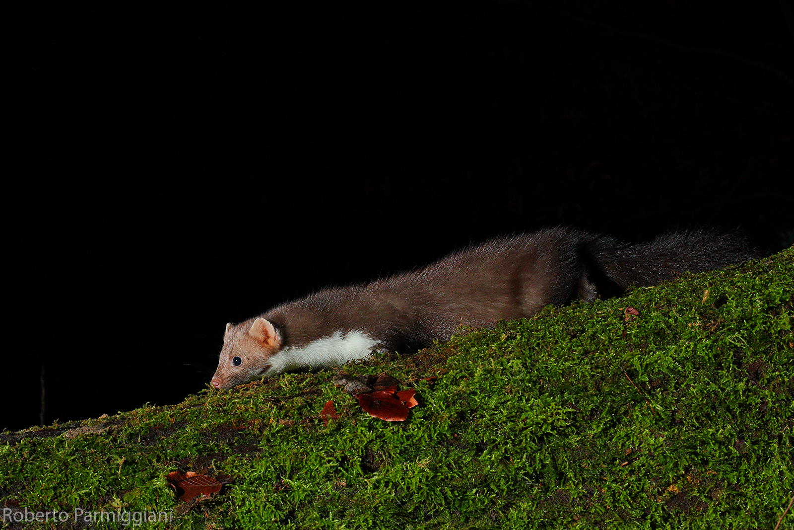 Furtivo come una faina...