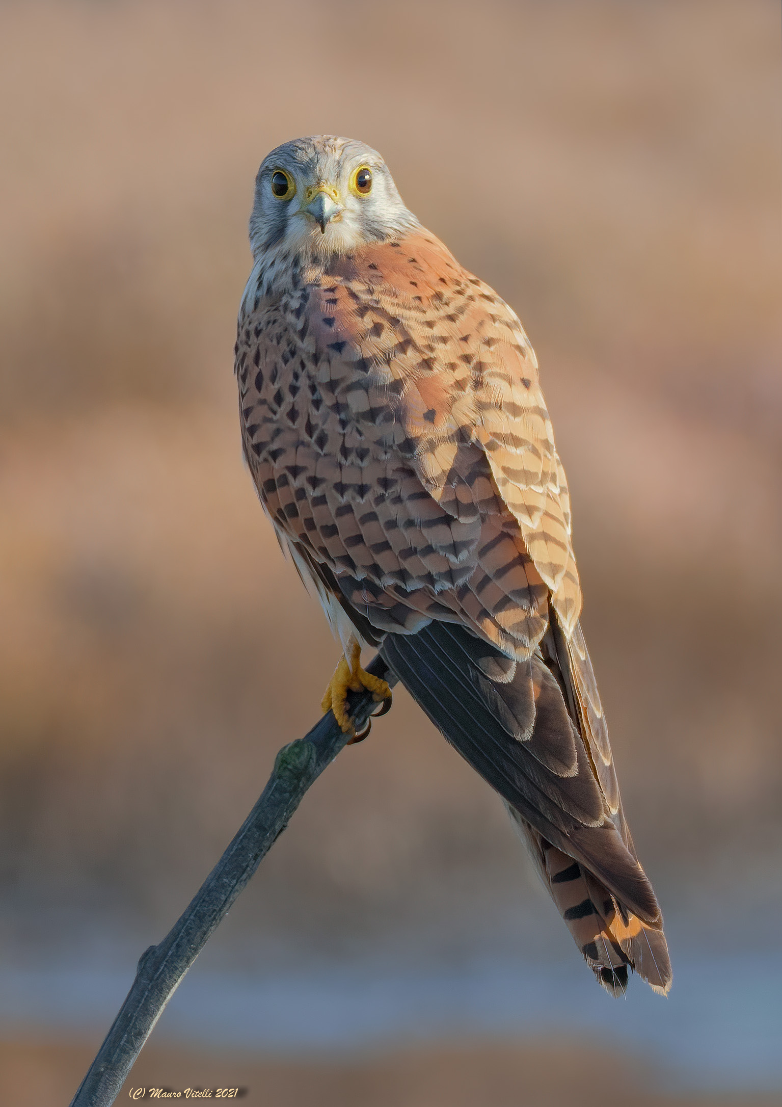 Kestrel (Falco tinnunculus)