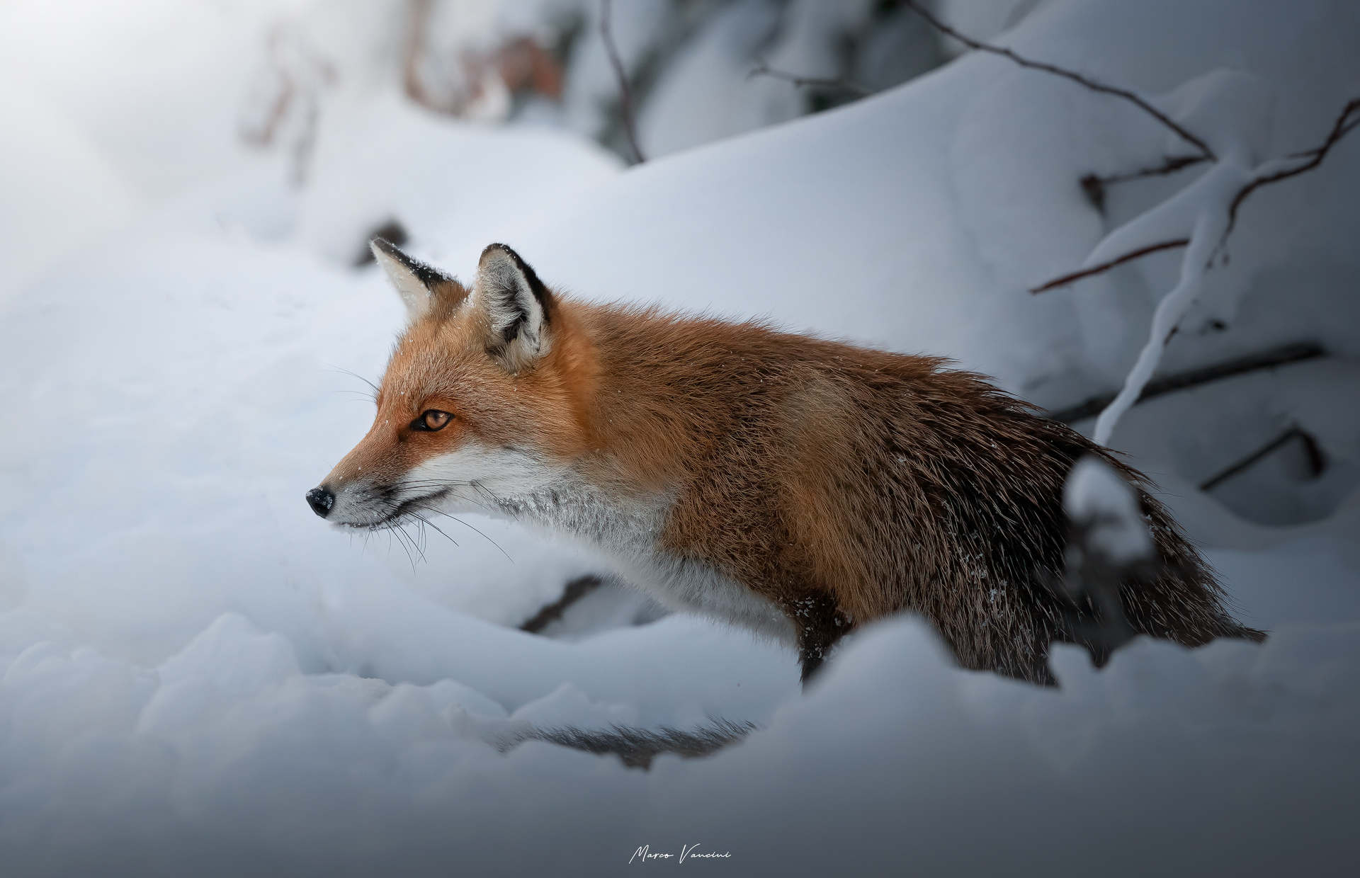 Coming out of the den