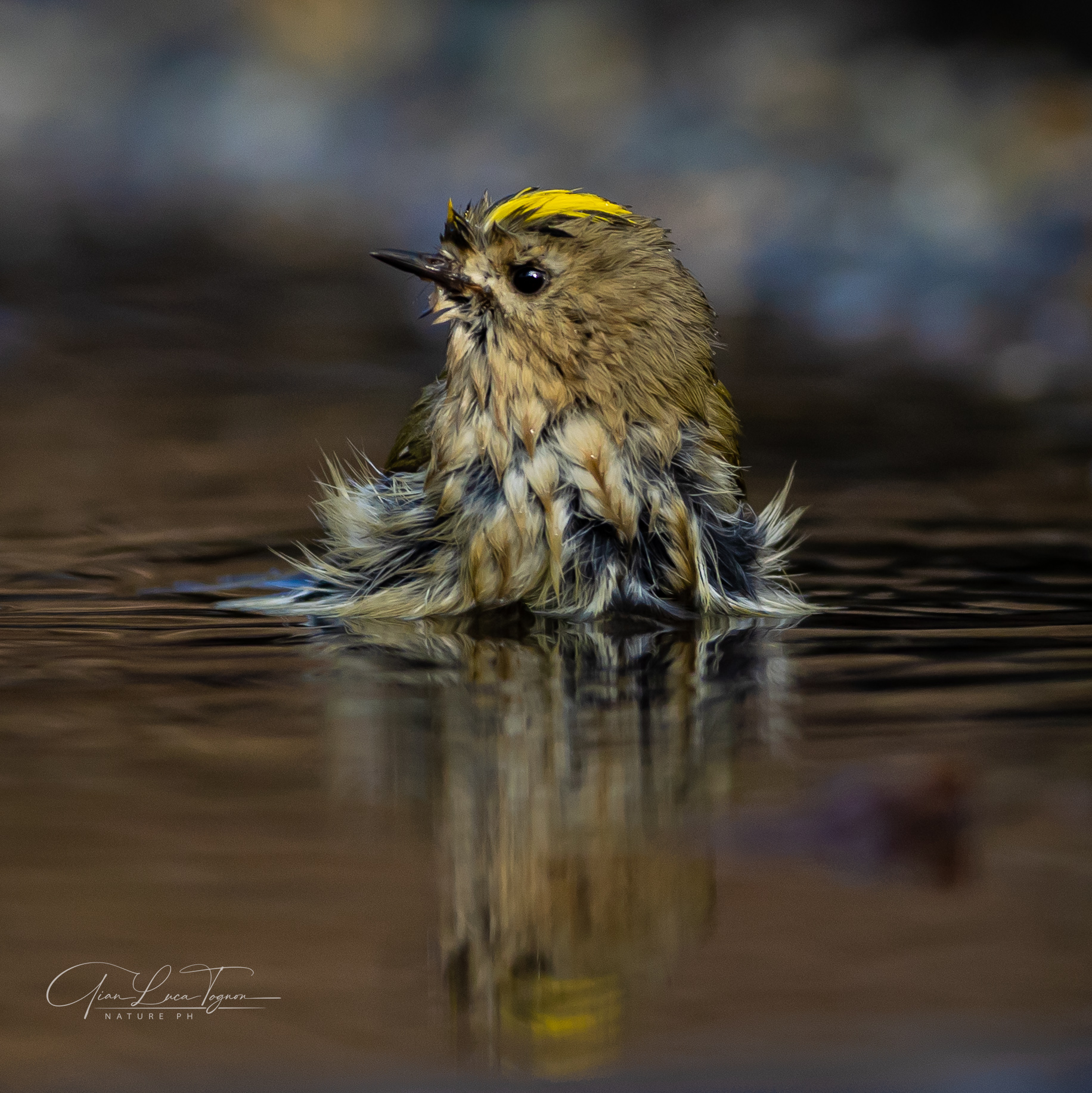 Piccolino - Little one