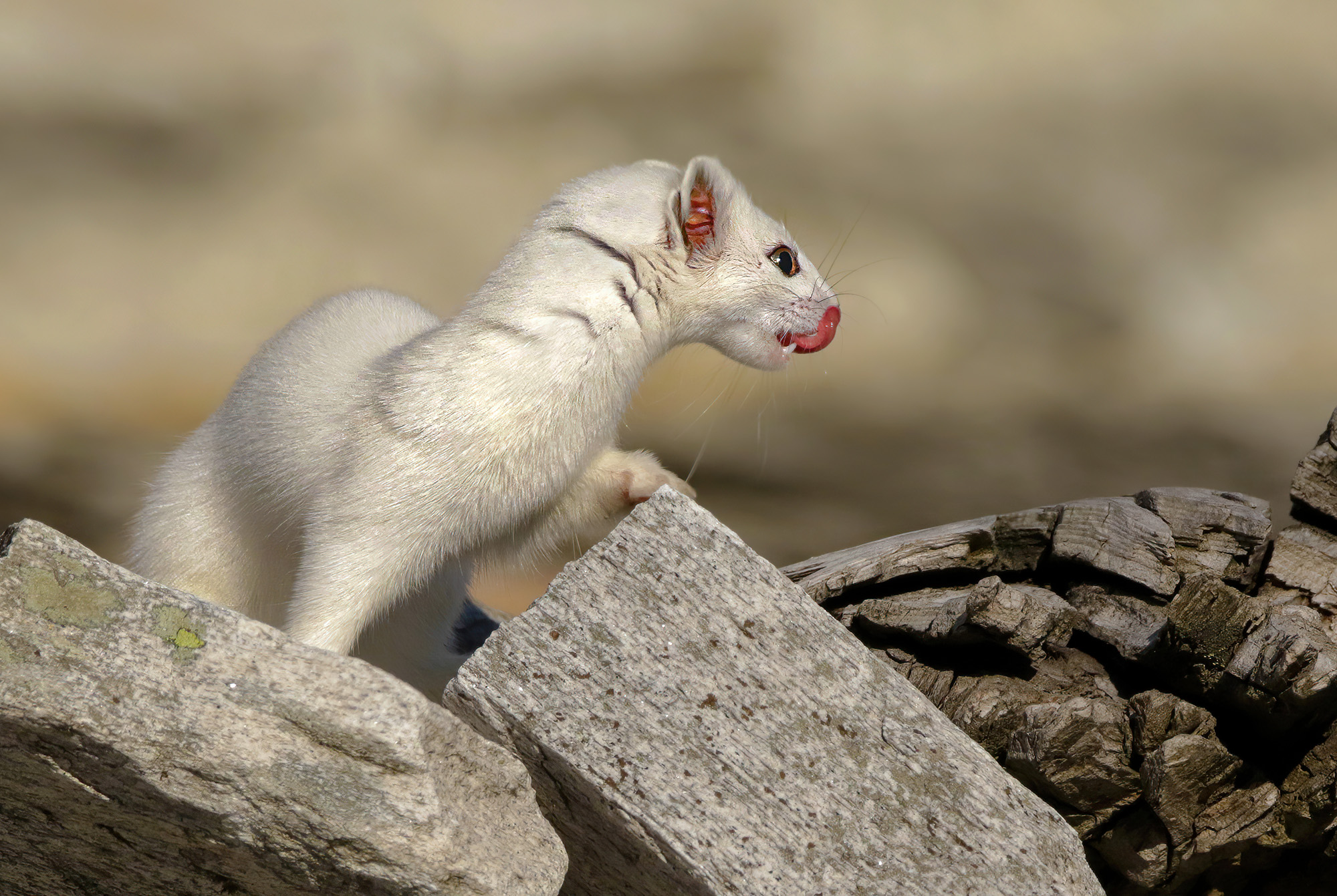 ermellino al dettaglio