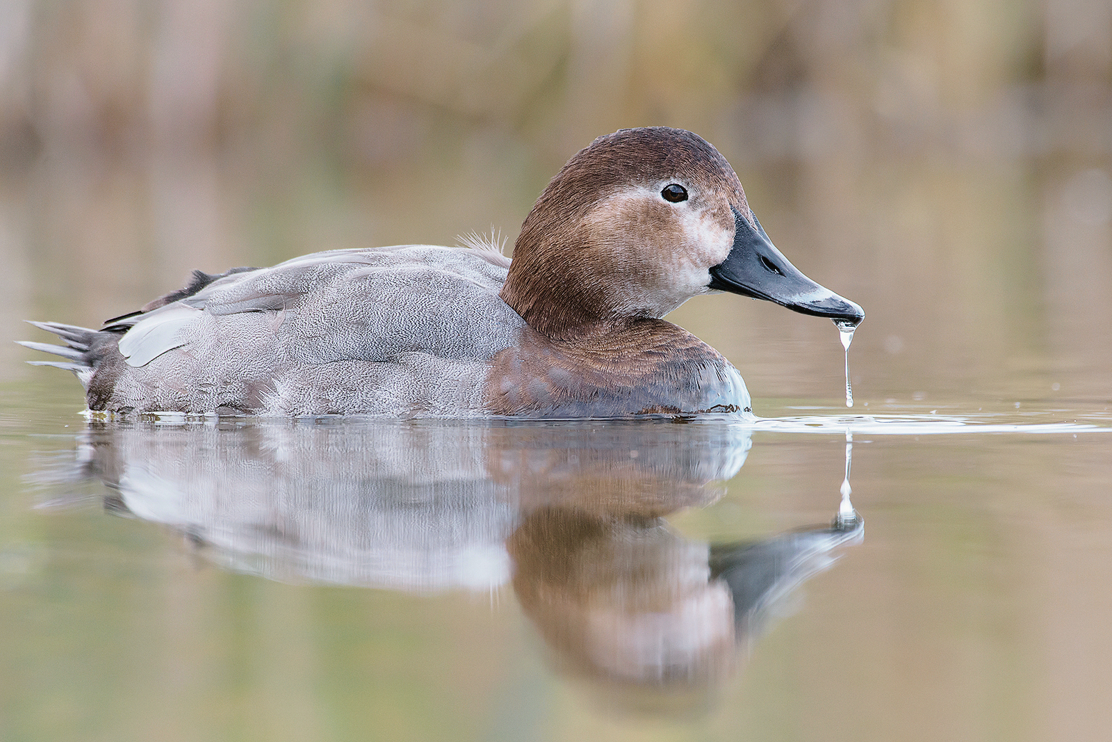 Female of Moriglione.
