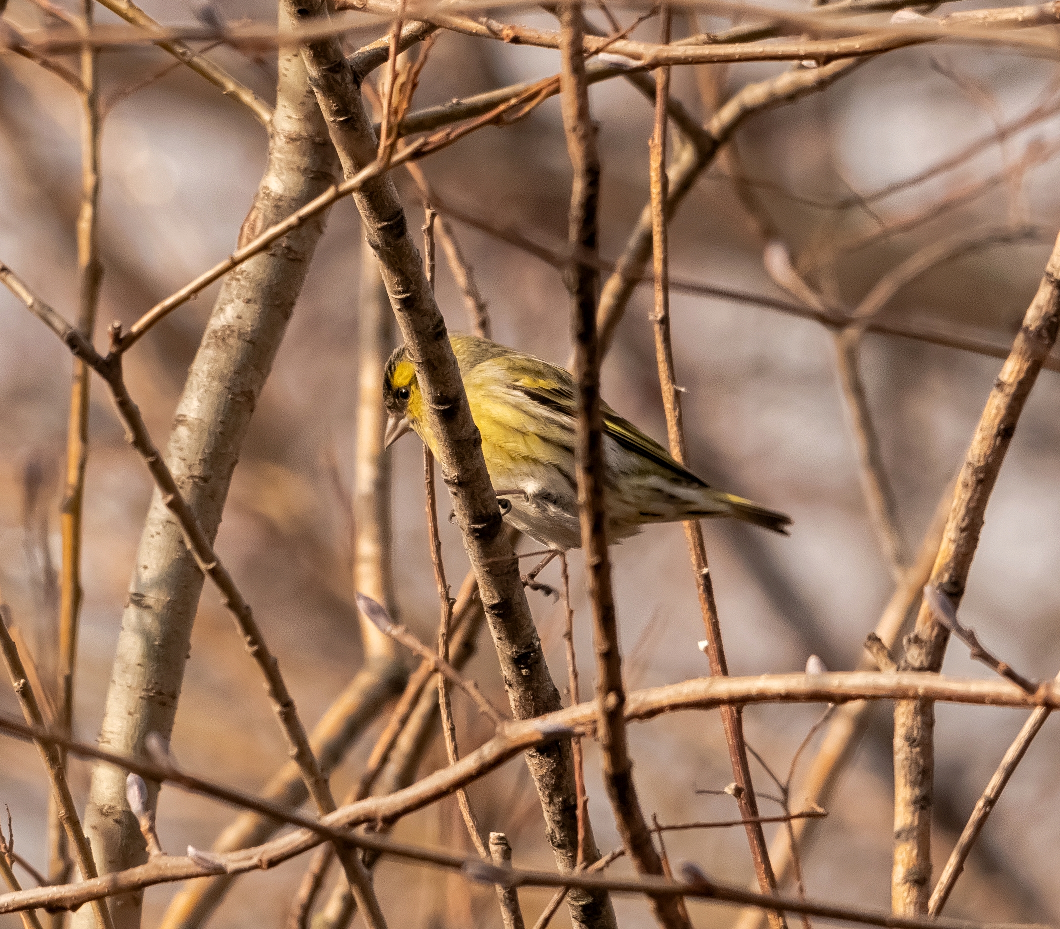 Lucherino maschio su ramo 2/02/2021