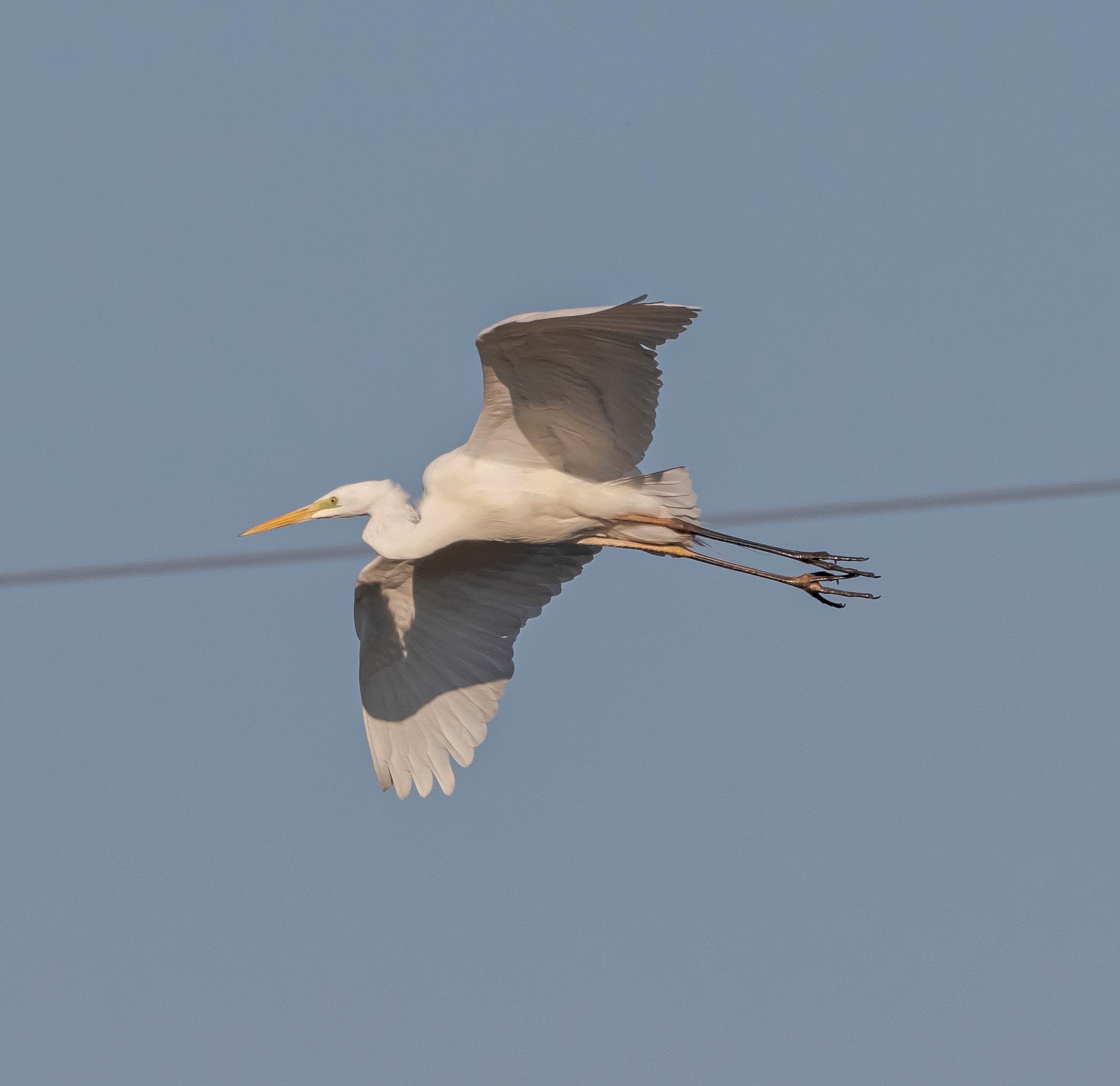 Airone Bianco Maggiore in flight Oasi Lipu 28/02/2021