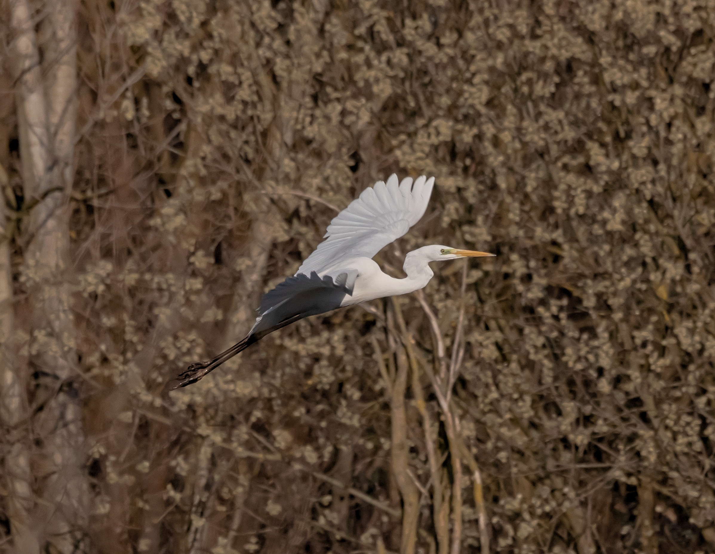 Airone Bianco Maggiore in flight Oasi Lipu 28/02/2021