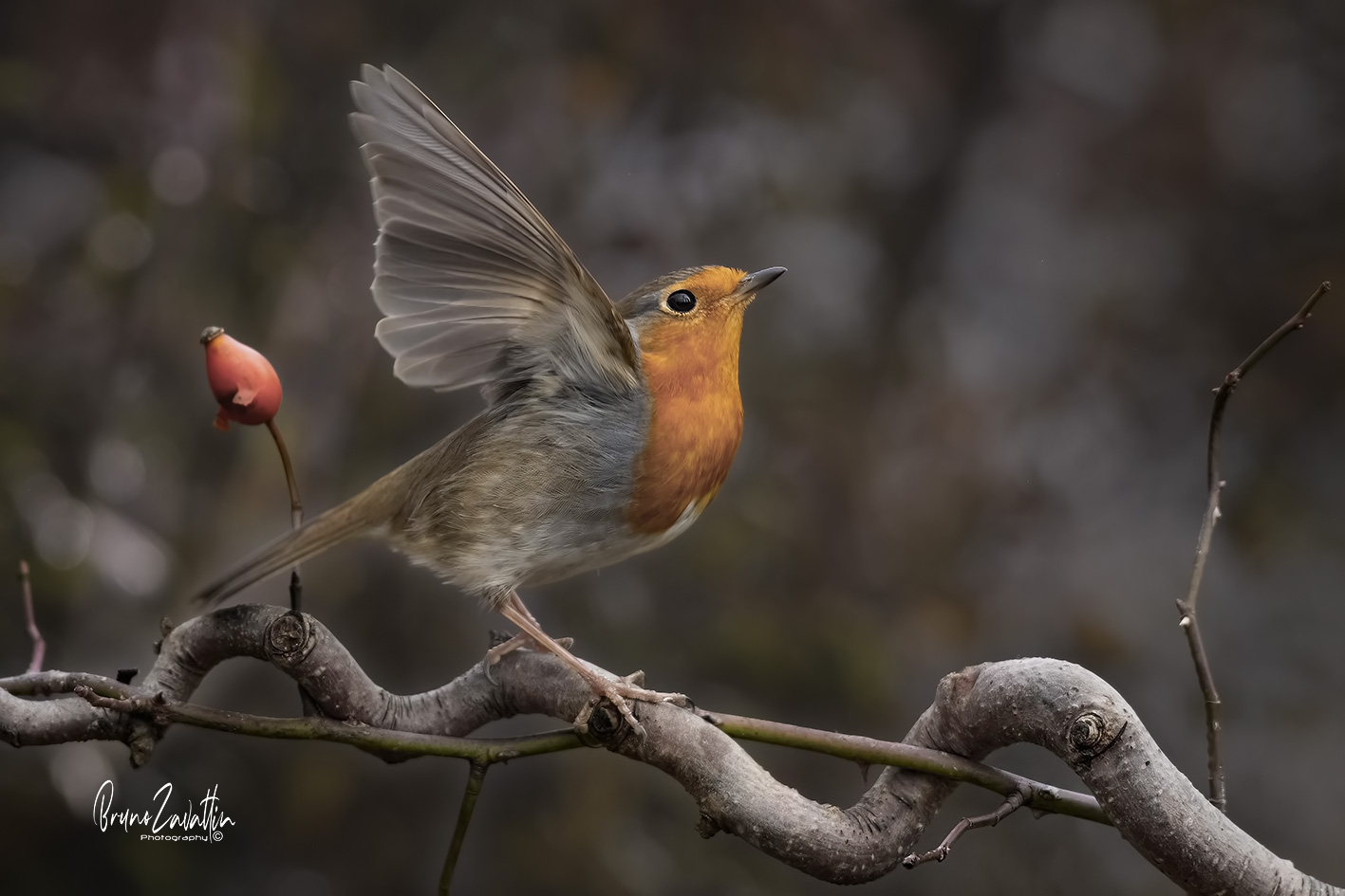 Robin