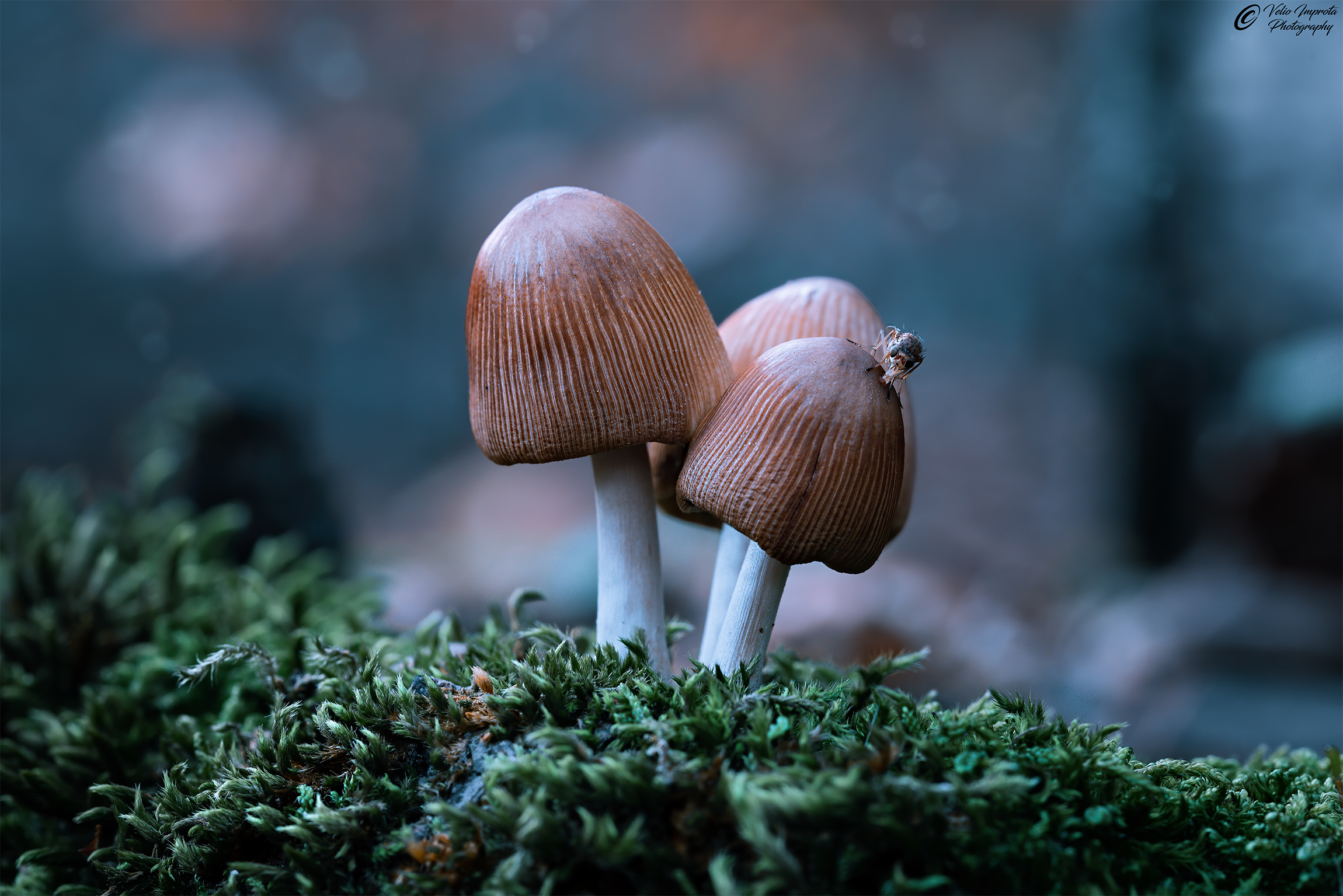 Welcome to the forest fantabosco