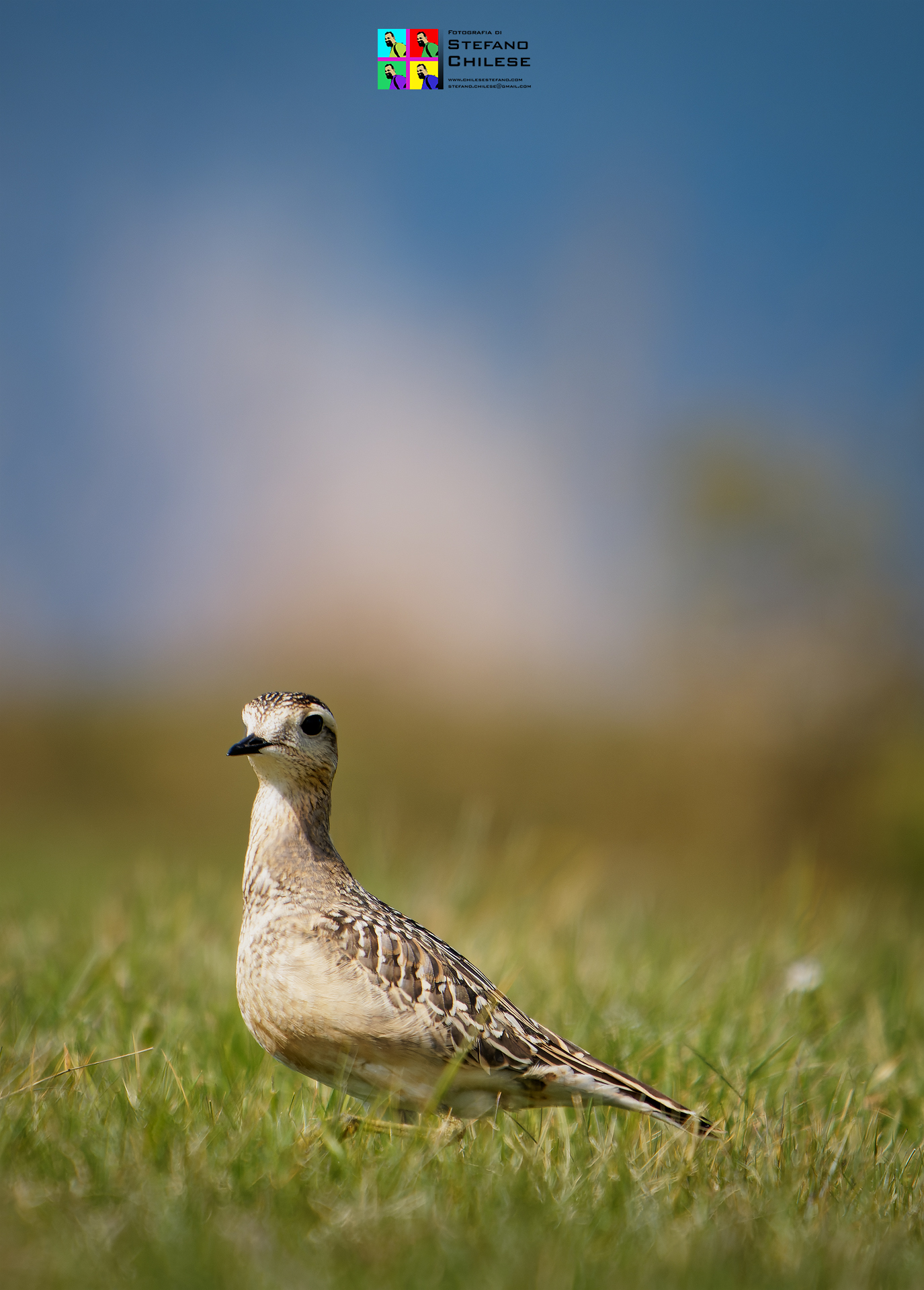 PLOVER