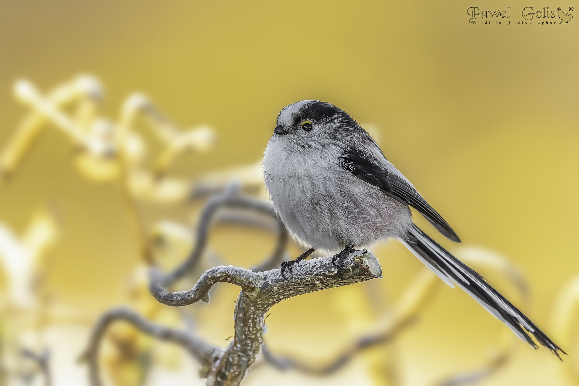 Bushtit dalla coda lunga (Aegithalos caudatus)