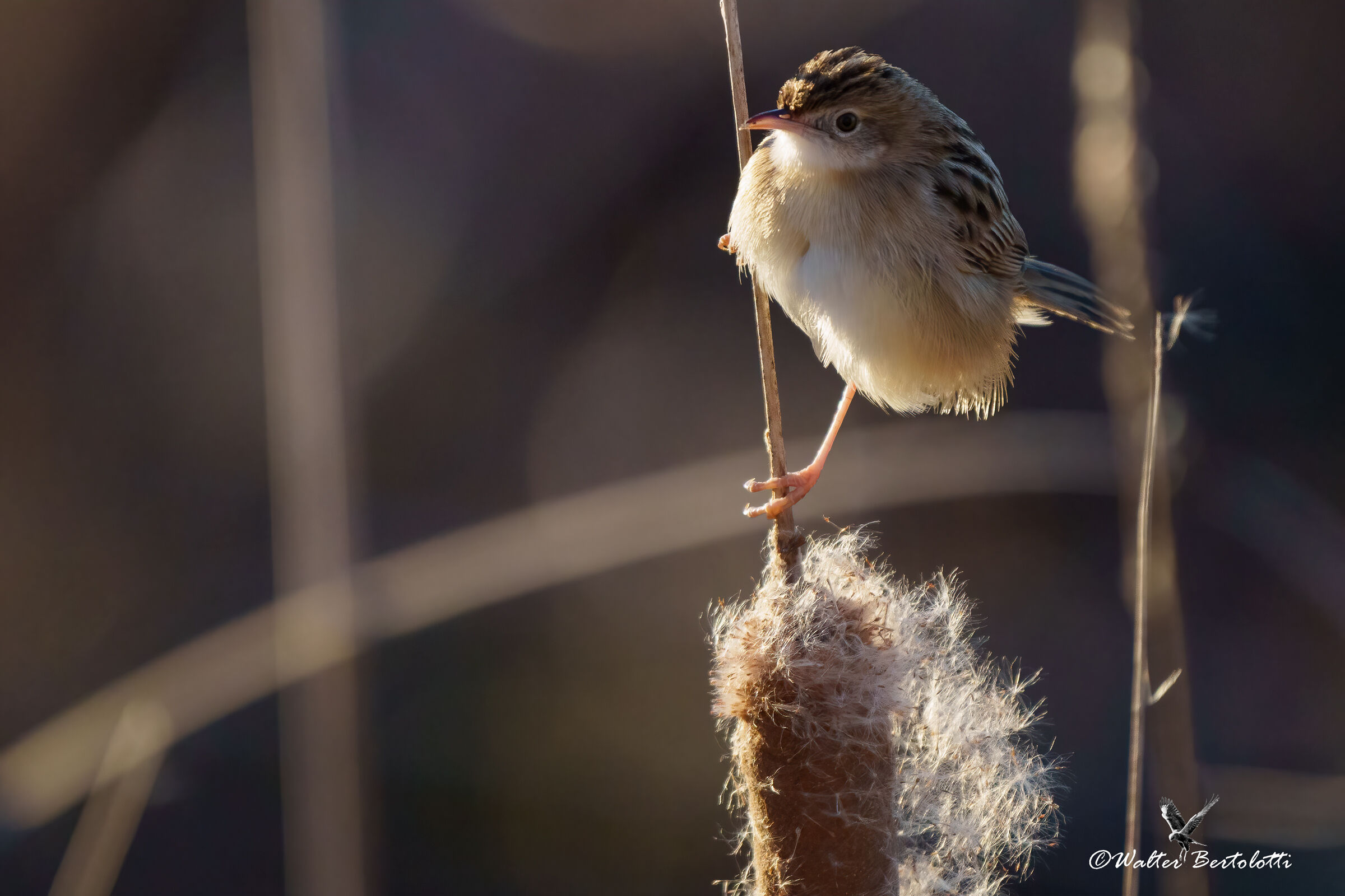 Cisticola juncidis-beccamoschino