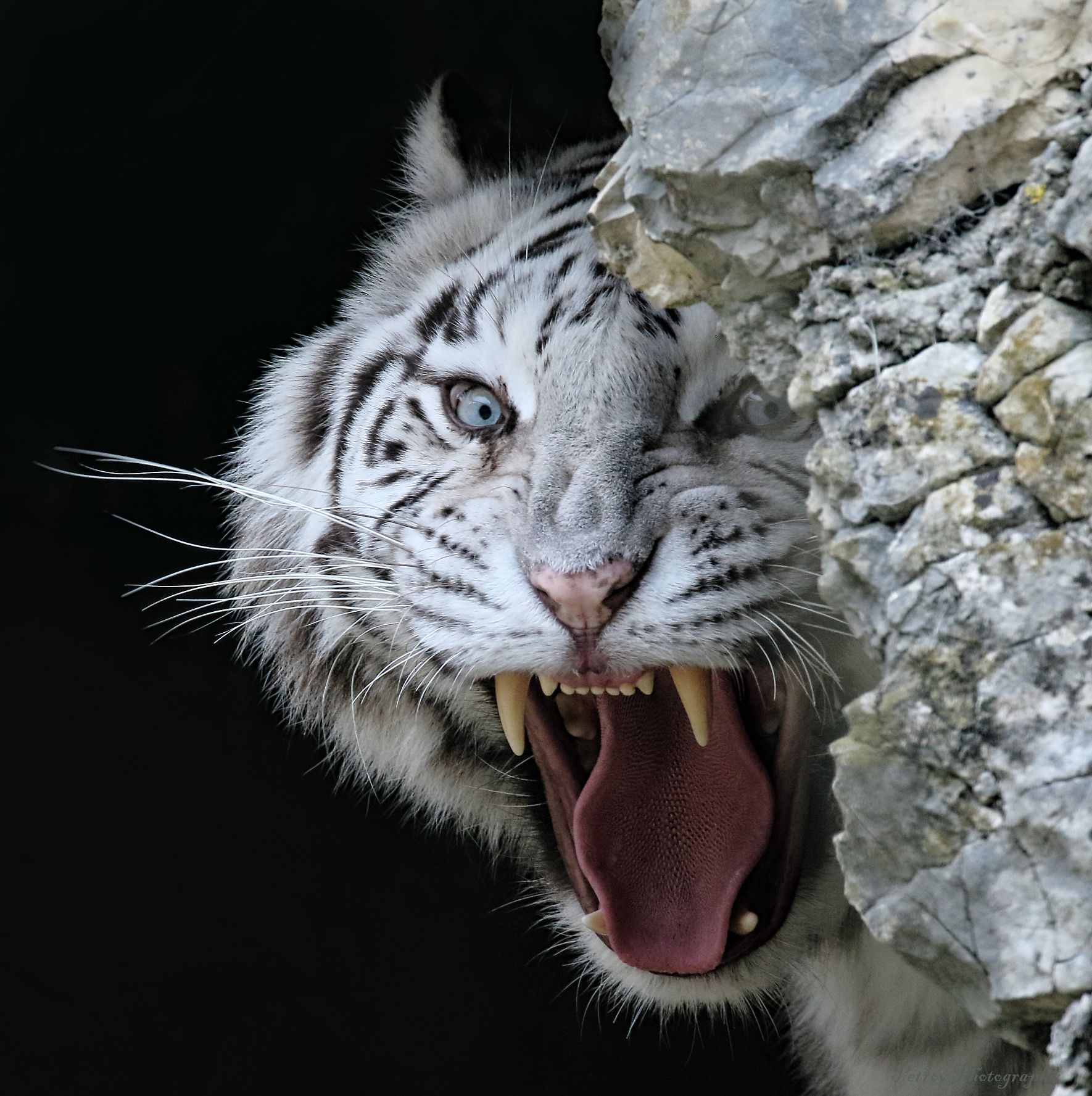 White Tiger