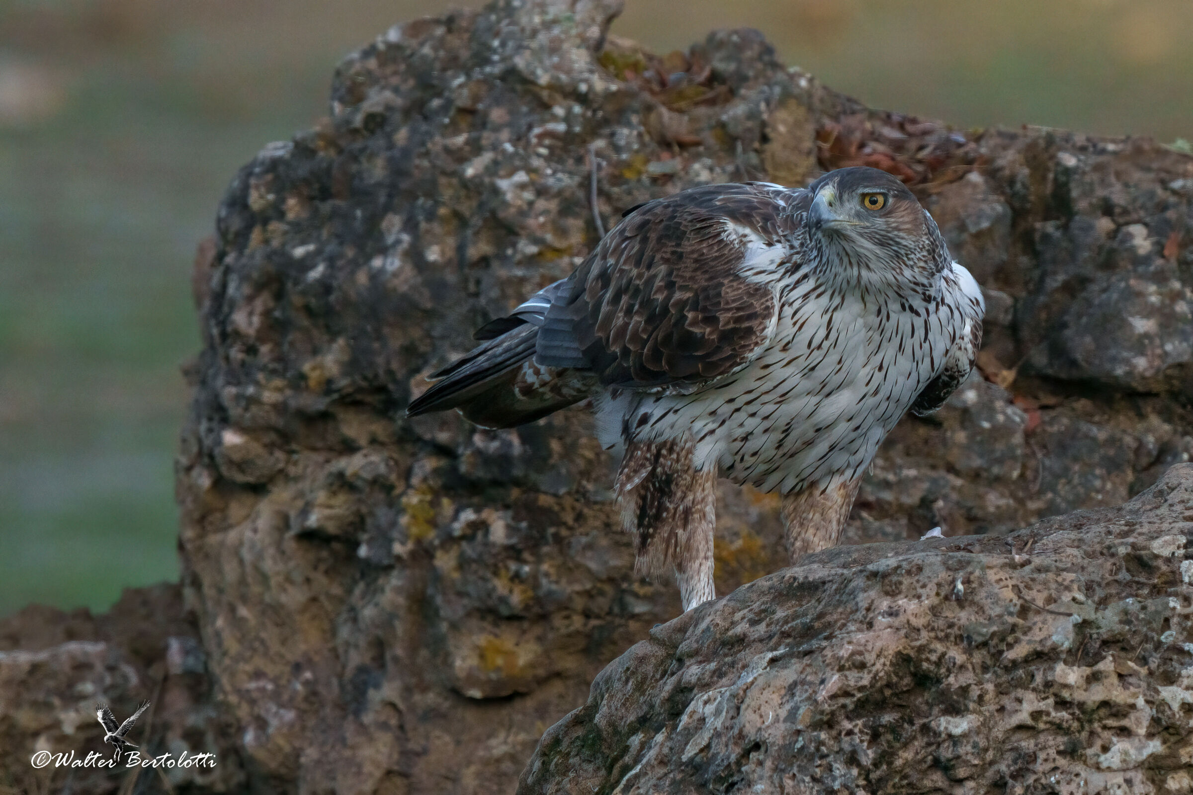 bonelli in balconata