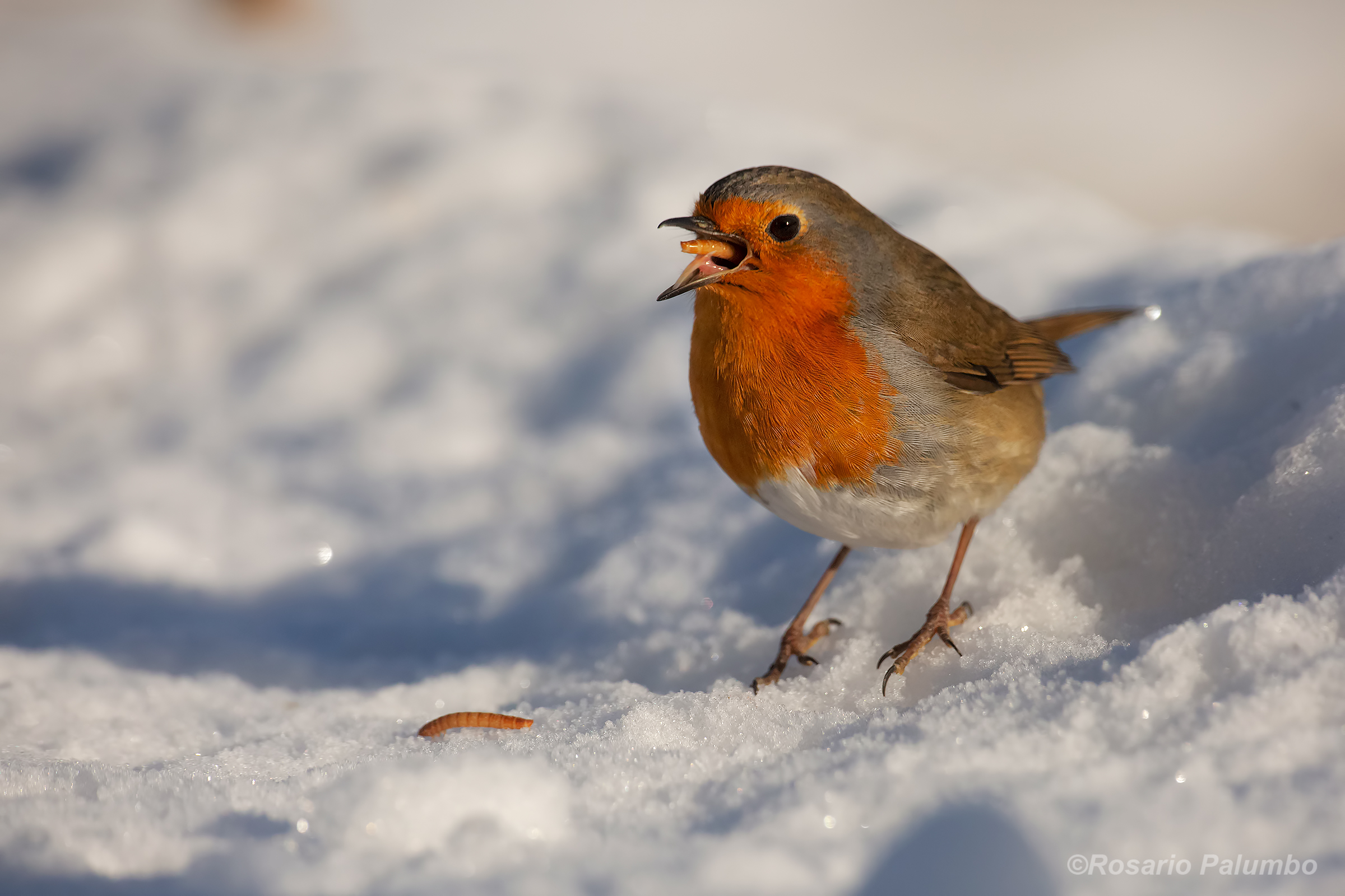Robin in the snow